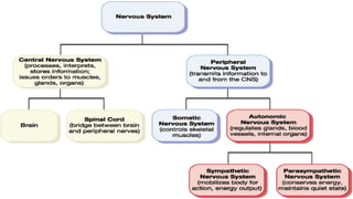 Neurobiological basis of psychology