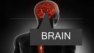 BRAIN
 