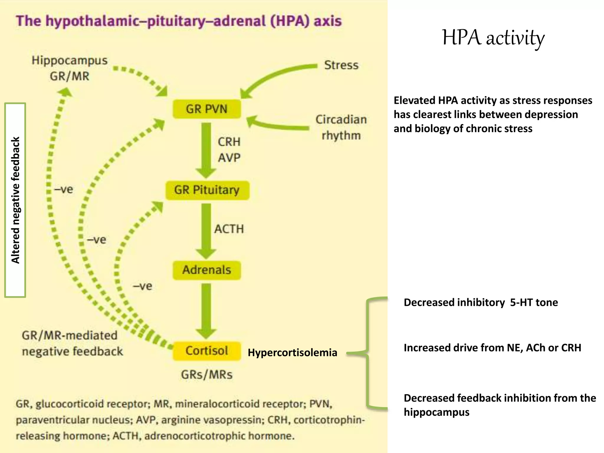 Decreased inhibitory 5-HT tone
Increased drive from NE, ACh or CRH
Decreased feedback inhibition from the
hippocampus
Hypercortisolemia
HPA activity
Elevated HPA activity as stress responses
has clearest links between depression
and biology of chronic stress
Alterednegativefeedback
 