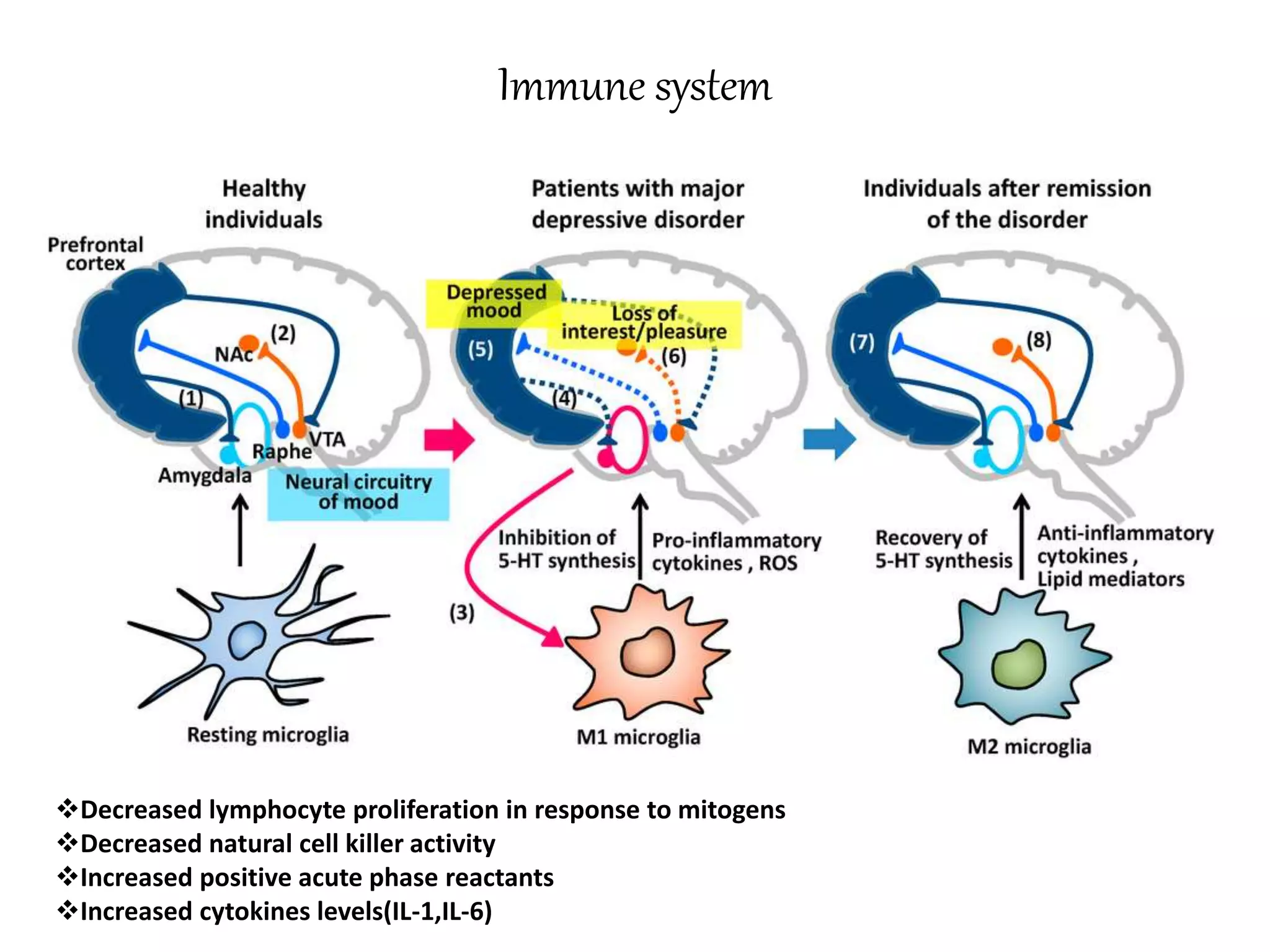 Decreased lymphocyte proliferation in response to mitogens
Decreased natural cell killer activity
Increased positive acute phase reactants
Increased cytokines levels(IL-1,IL-6)
Immune system
 