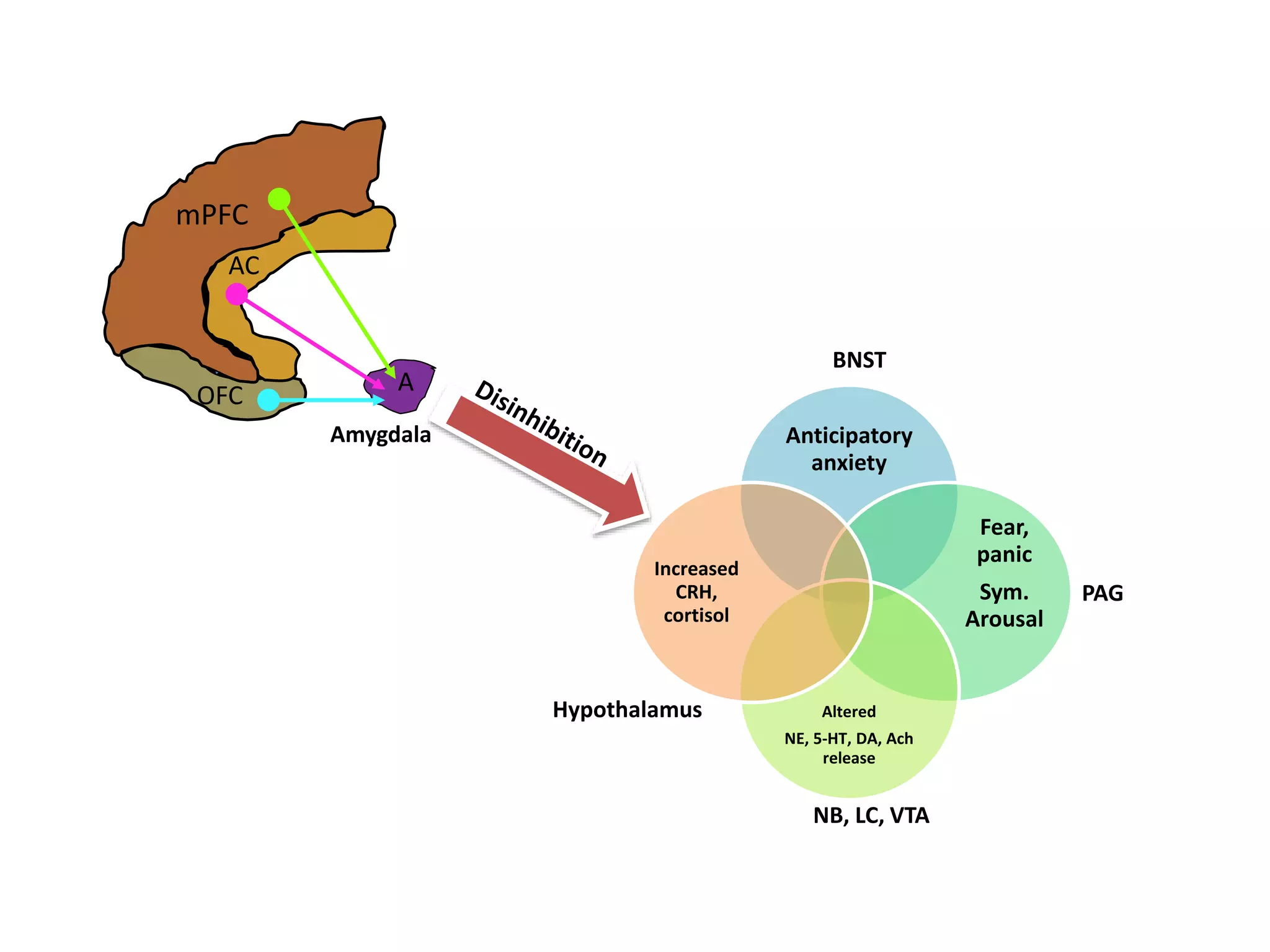 OFC
AC
mPFC
A
Anticipatory
anxiety
Fear,
panic
Sym.
Arousal
Altered
NE, 5-HT, DA, Ach
release
Increased
CRH,
cortisol
BNST
Hypothalamus
NB, LC, VTA
PAG
Amygdala
 