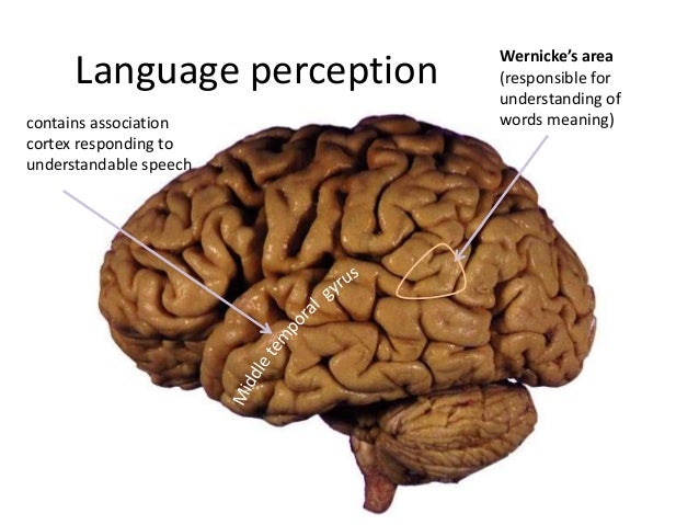 schizophrenia auditory hallucination schizophrenia auditory hallucination