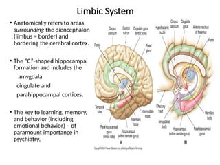Neurobiology of Memory ayeman.djheiqheiehpptx | PPTX