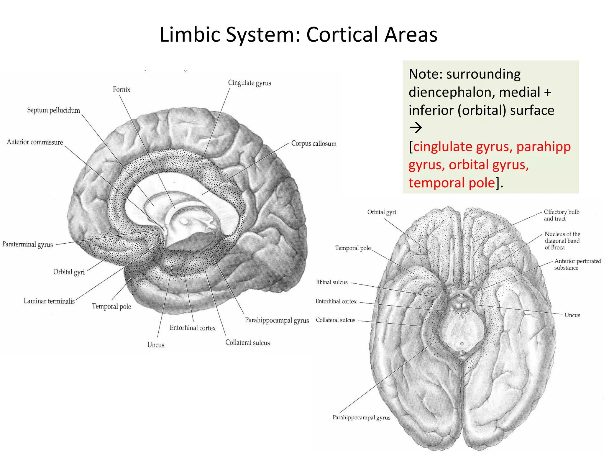 Limbic System: Cortical Areas
Note: surrounding
diencephalon, medial +
inferior (orbital) surface

[cinglulate gyrus, parahipp
gyrus, orbital gyrus,
temporal pole].
 