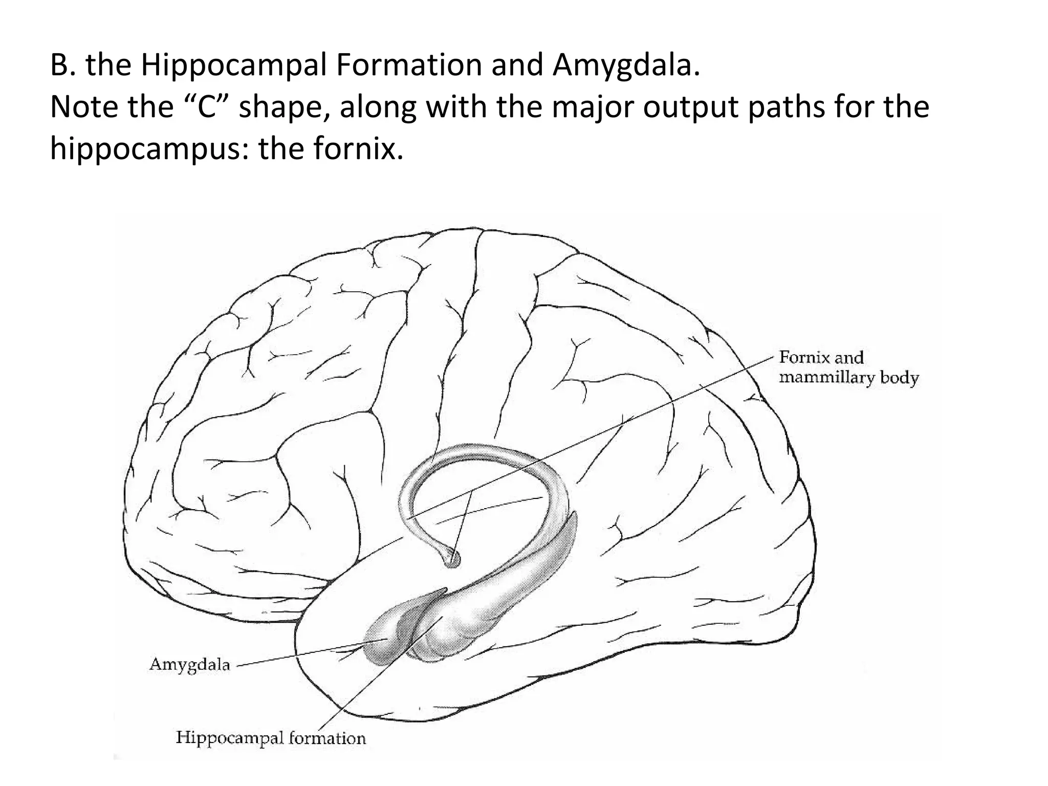 B. the Hippocampal Formation and Amygdala.
Note the “C” shape, along with the major output paths for the
hippocampus: the fornix.
 