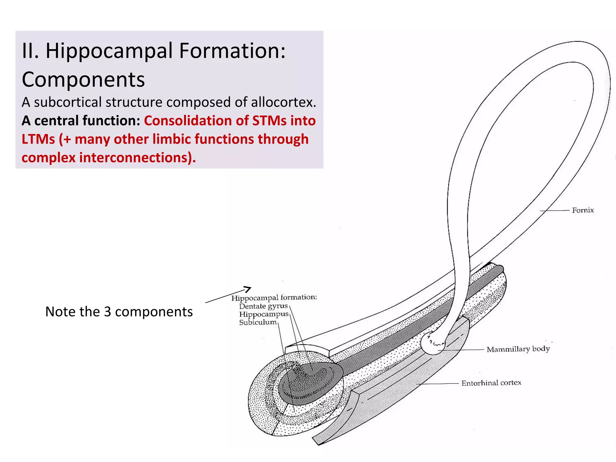 II. Hippocampal Formation:
Components
A subcortical structure composed of allocortex.
A central function: Consolidation of STMs into
LTMs (+ many other limbic functions through
complex interconnections).
Note the 3 components
 