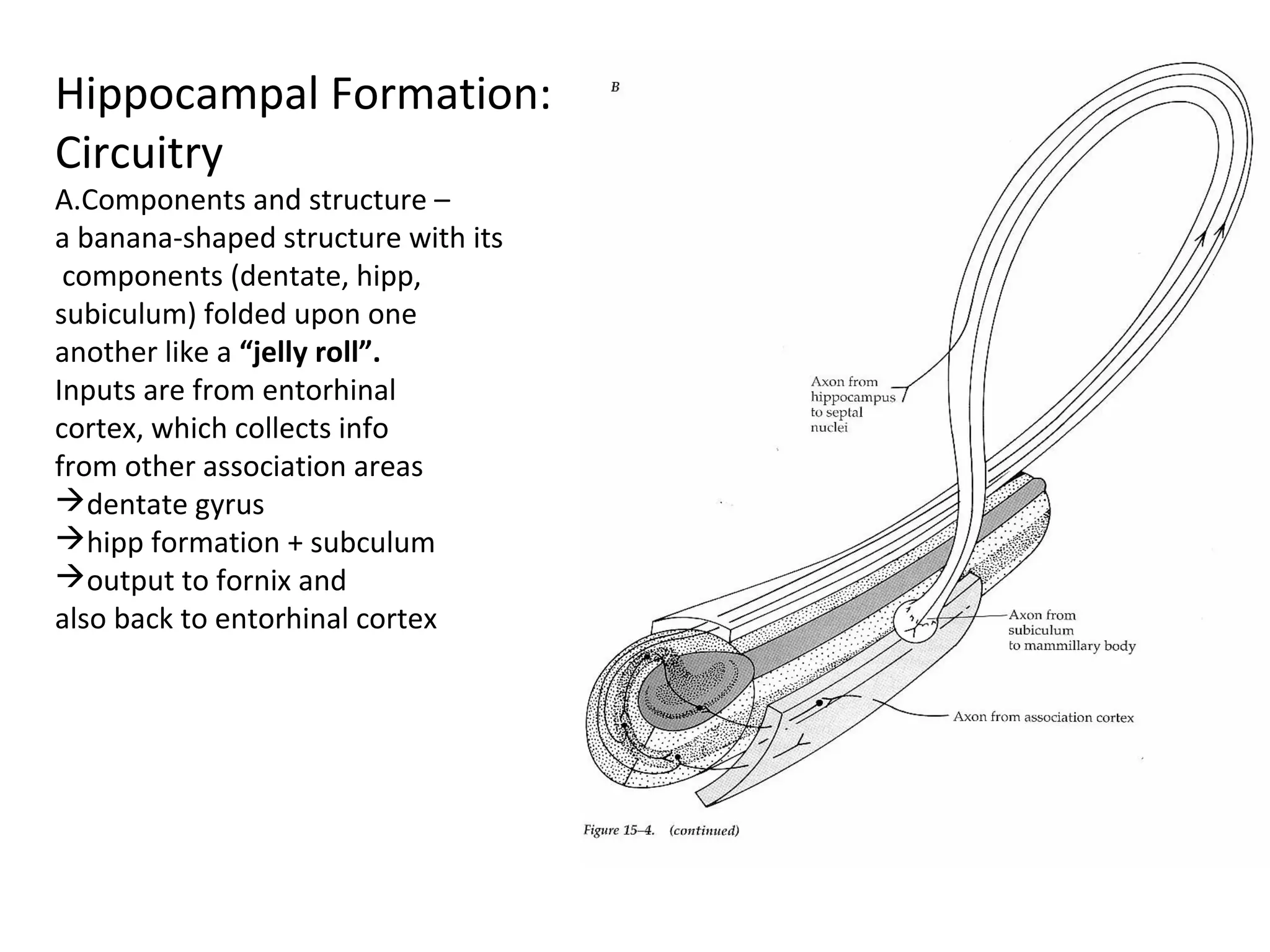 Hippocampal Formation:
Circuitry
A.Components and structure –
a banana-shaped structure with its
components (dentate, hipp,
subiculum) folded upon one
another like a “jelly roll”.
Inputs are from entorhinal
cortex, which collects info
from other association areas
dentate gyrus
hipp formation + subculum
output to fornix and
also back to entorhinal cortex
 