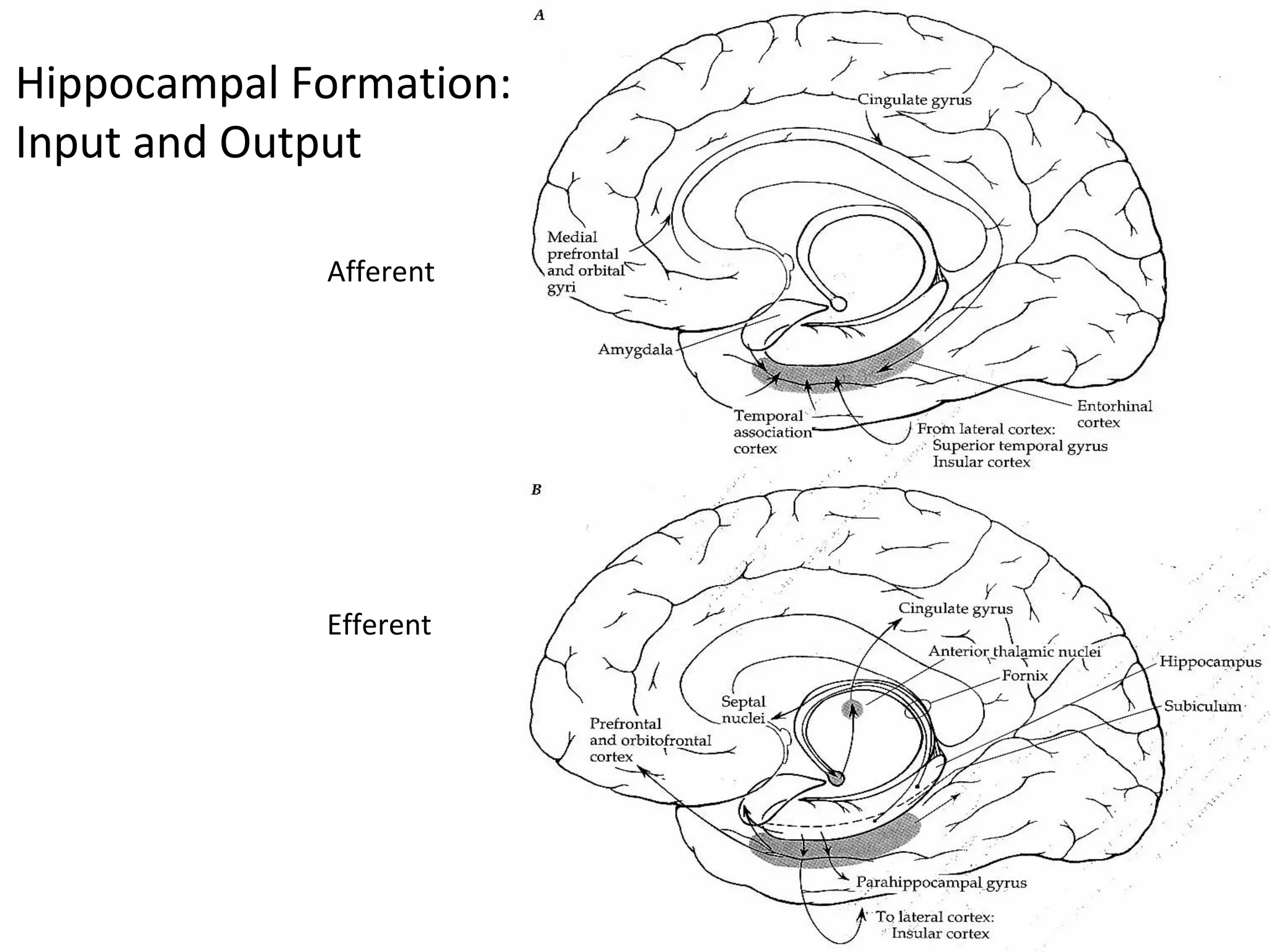 Hippocampal Formation:
Input and Output
Afferent
Efferent
 
