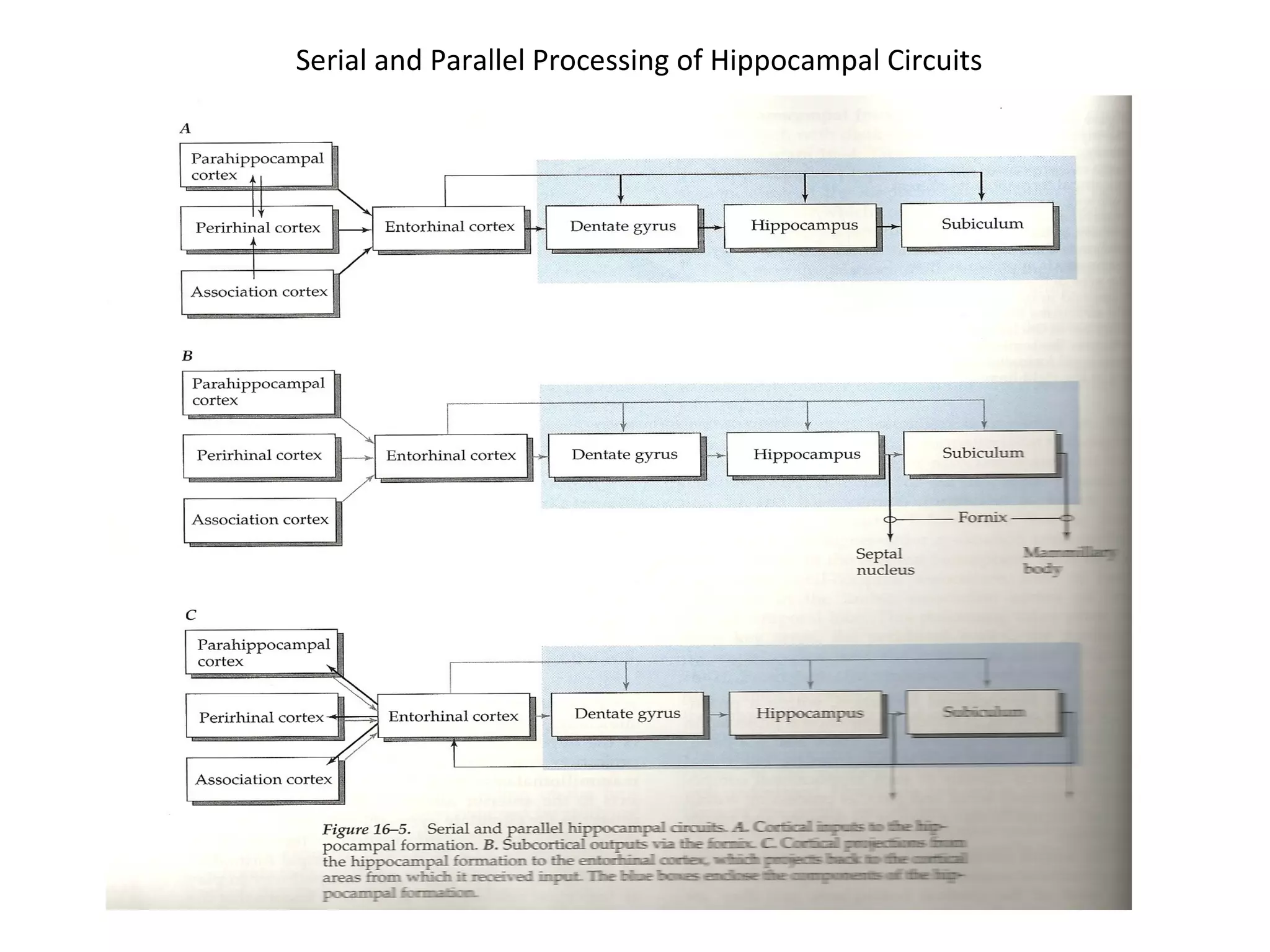 Serial and Parallel Processing of Hippocampal Circuits
 