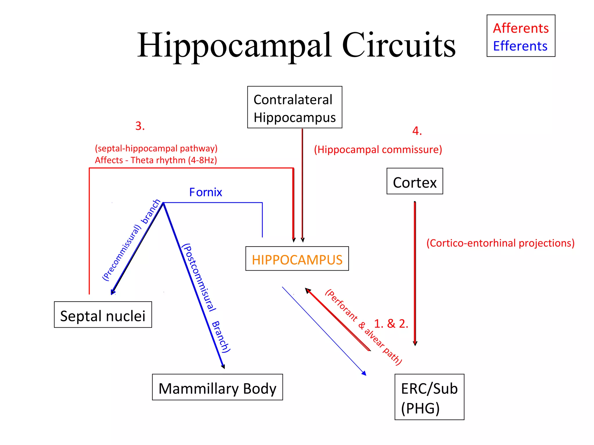Hippocampal Circuits
Fornix
branch
(PostcommisuralBranch)
Fornix
(Precommissural)
(septal-hippocampal pathway)
Affects - Theta rhythm (4-8Hz)
(Hippocampal commissure)
(Perforant
&
alvear path)
Afferents
Efferents
HIPPOCAMPUS
(Cortico-entorhinal projections)
ERC/Sub
(PHG)
Cortex
Septal nuclei
Mammillary Body
Contralateral
Hippocampus
1. & 2.
3. 4.
 