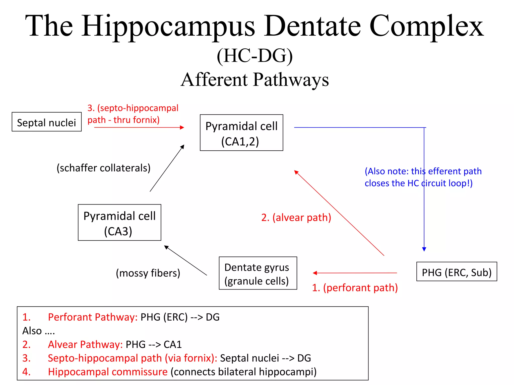 The Hippocampus Dentate Complex
(HC-DG)
Afferent Pathways
Pyramidal cell
(CA1,2)
PHG (ERC, Sub)
1. Perforant Pathway: PHG (ERC) --> DG
Also ….
2. Alvear Pathway: PHG --> CA1
3. Septo-hippocampal path (via fornix): Septal nuclei --> DG
4. Hippocampal commissure (connects bilateral hippocampi)
Dentate gyrus
(granule cells)
(mossy fibers)
Pyramidal cell
(CA3)
(schaffer collaterals)
1. (perforant path)
(Also note: this efferent path
closes the HC circuit loop!)
2. (alvear path)
Septal nuclei
3. (septo-hippocampal
path - thru fornix)
 