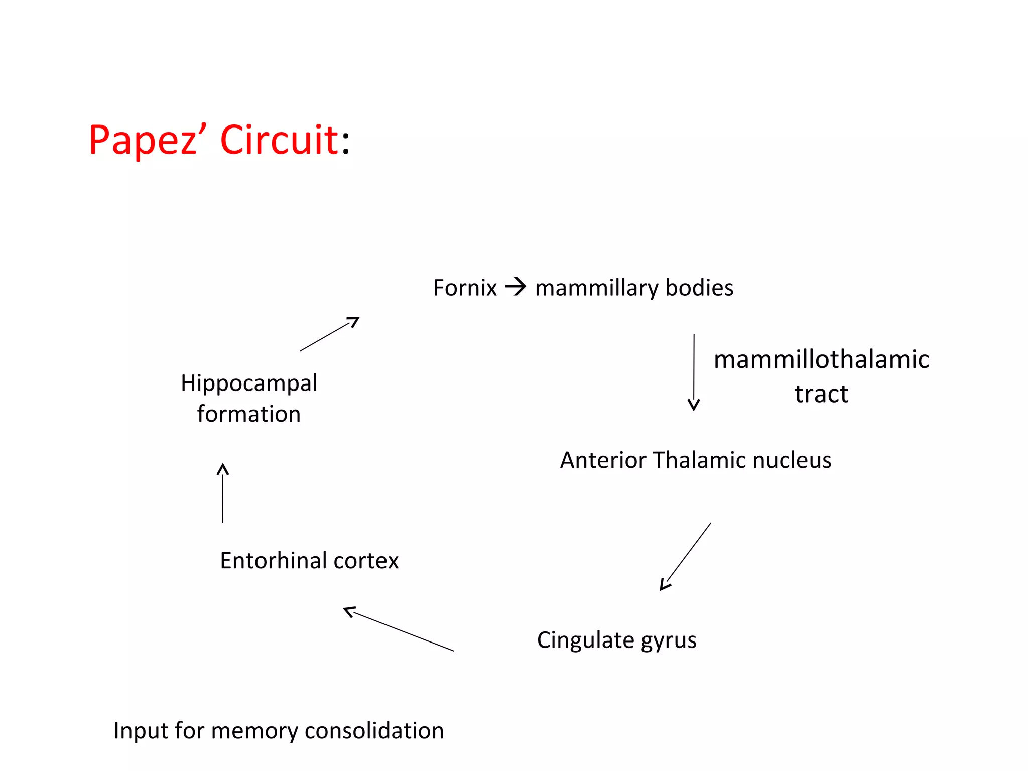 Papez’ Circuit:
Fornix  mammillary bodies
Anterior Thalamic nucleus
mammillothalamic
tract
Cingulate gyrus
Entorhinal cortex
Hippocampal
formation
Input for memory consolidation
 