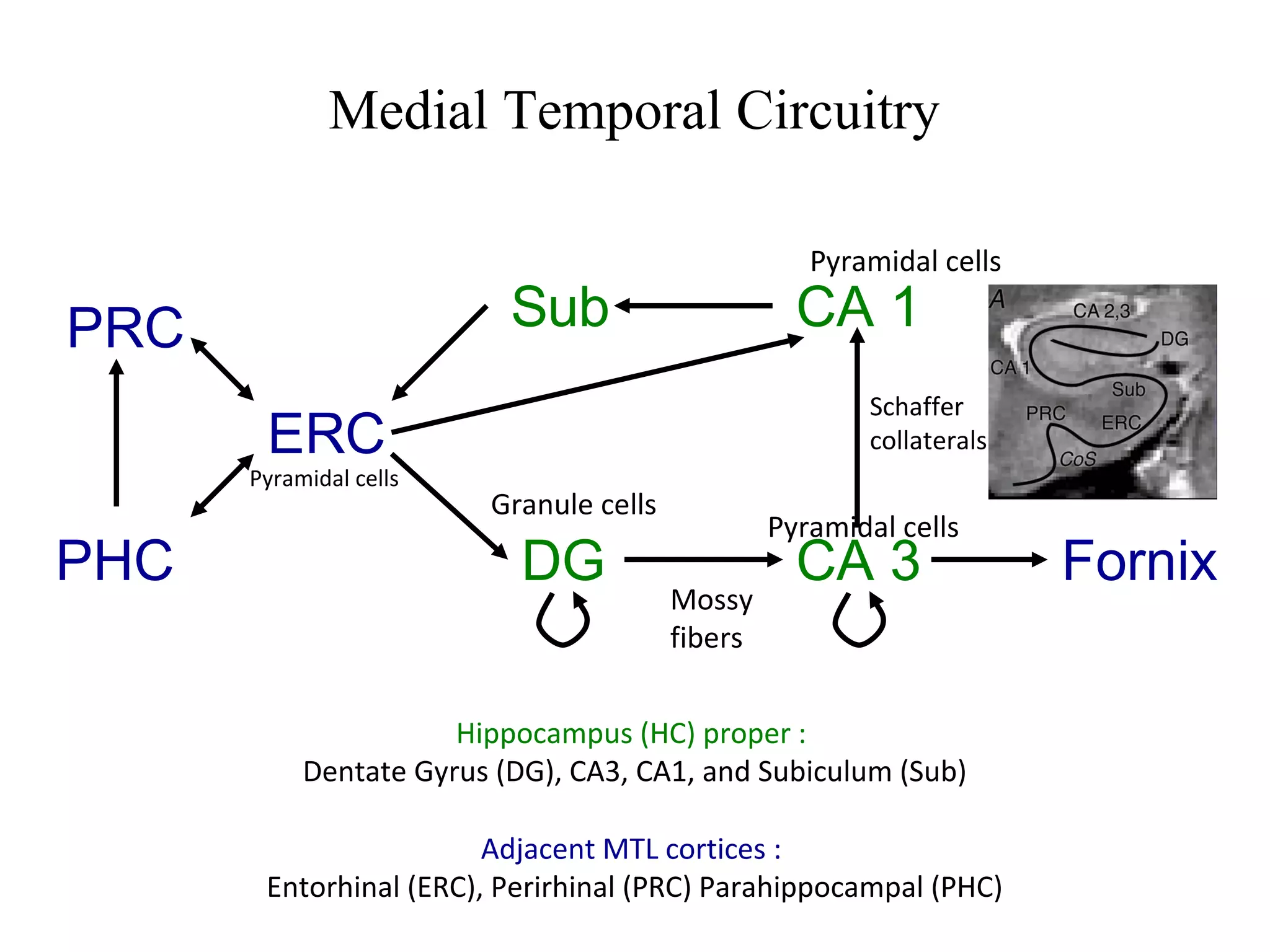 Medial Temporal Circuitry
Adjacent MTL cortices :
Entorhinal (ERC), Perirhinal (PRC) Parahippocampal (PHC)
Hippocampus (HC) proper :
Dentate Gyrus (DG), CA3, CA1, and Subiculum (Sub)
PRC
PHC
ERC
Sub
DG CA 3
CA 1
Fornix
Pyramidal cells
Pyramidal cells
Schaffer
collaterals
Pyramidal cells
Granule cells
Mossy
fibers
 