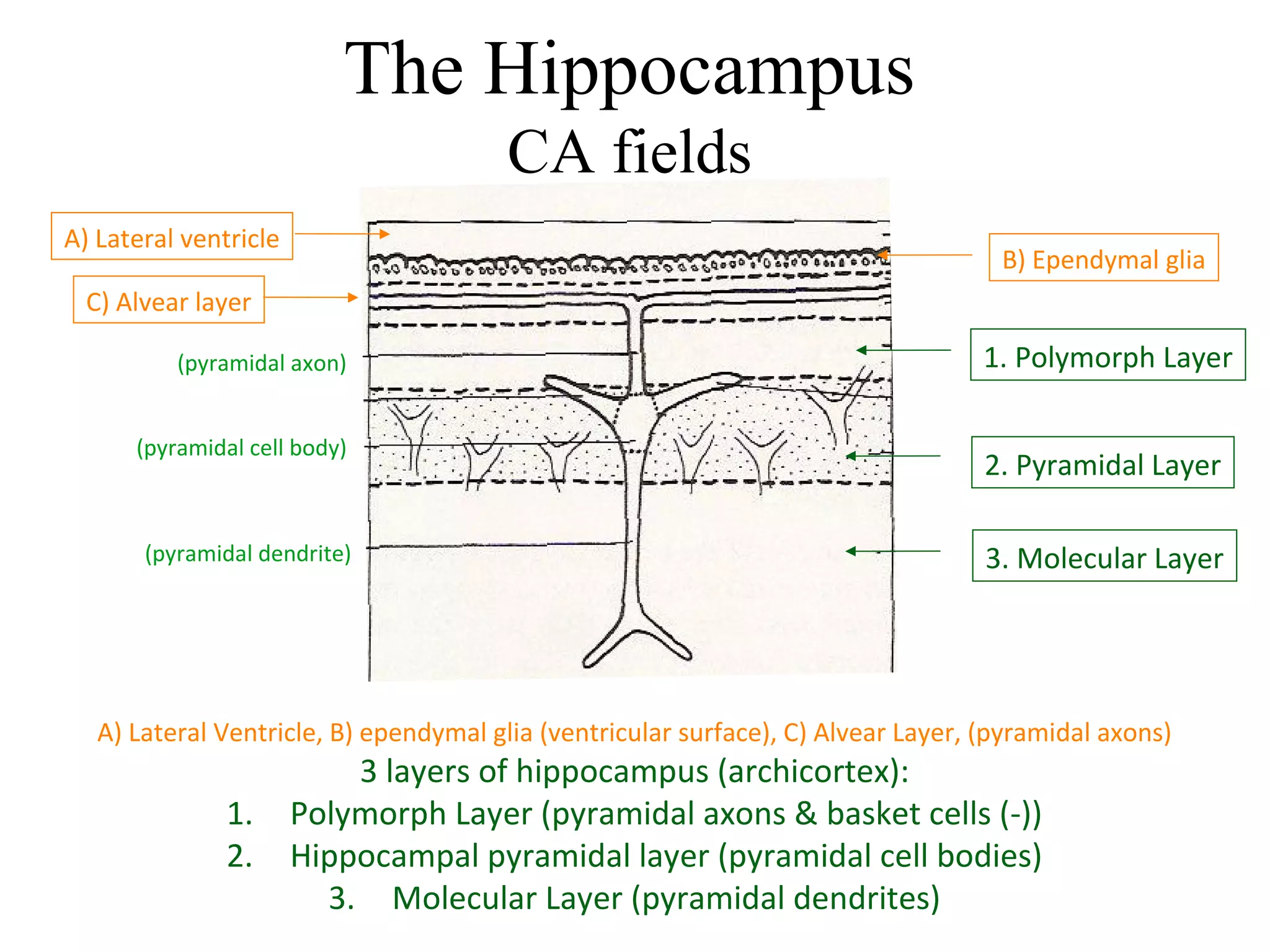 The Hippocampus
CA fields
A) Lateral Ventricle, B) ependymal glia (ventricular surface), C) Alvear Layer, (pyramidal axons)
3 layers of hippocampus (archicortex):
1. Polymorph Layer (pyramidal axons & basket cells (-))
2. Hippocampal pyramidal layer (pyramidal cell bodies)
3. Molecular Layer (pyramidal dendrites)
A) Lateral ventricle
B) Ependymal glia
C) Alvear layer
1. Polymorph Layer
2. Pyramidal Layer
3. Molecular Layer(pyramidal dendrite)
(pyramidal axon)
(pyramidal cell body)
 