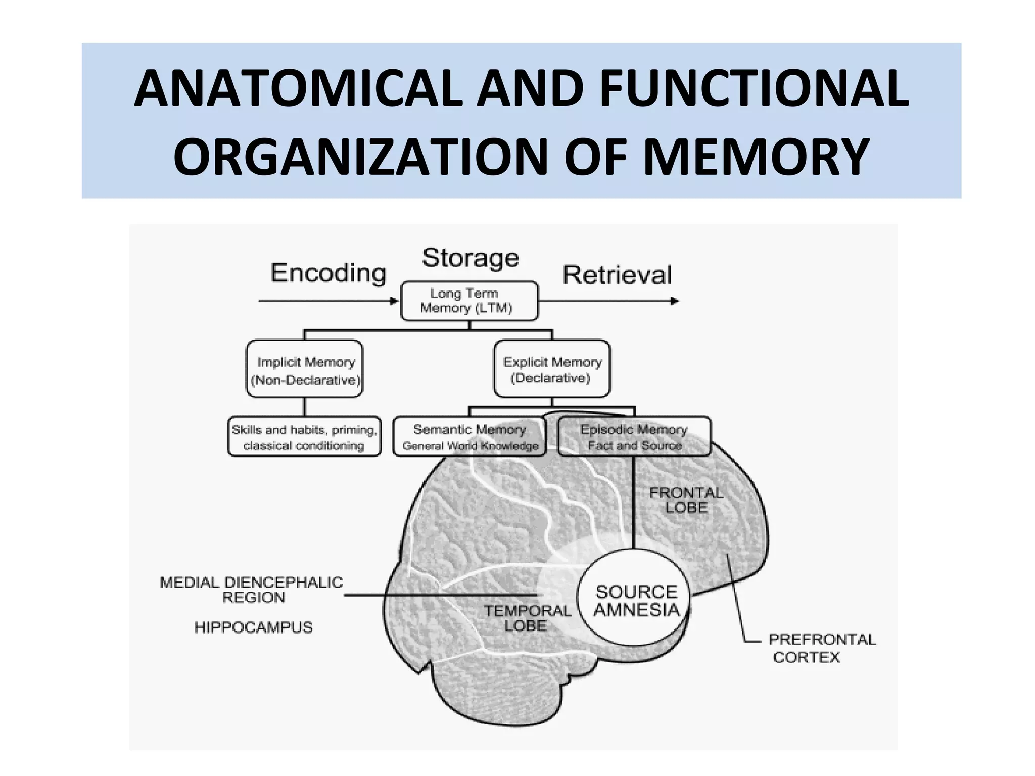 ANATOMICAL AND FUNCTIONAL
ORGANIZATION OF MEMORY
 