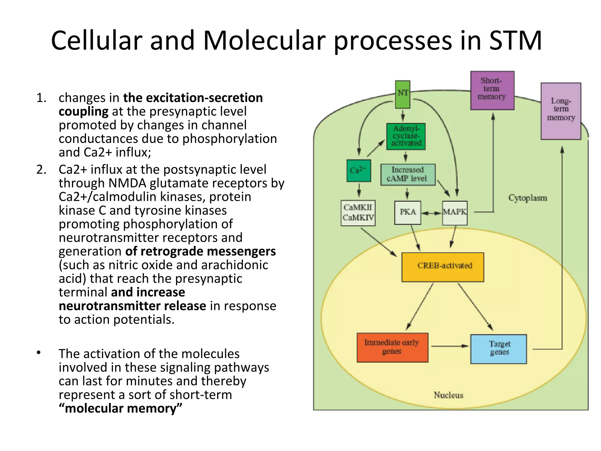 Cellular and Molecular processes in STM
1. changes in the excitation-secretion
coupling at the presynaptic level
promoted by changes in channel
conductances due to phosphorylation
and Ca2+ influx;
2. Ca2+ influx at the postsynaptic level
through NMDA glutamate receptors by
Ca2+/calmodulin kinases, protein
kinase C and tyrosine kinases
promoting phosphorylation of
neurotransmitter receptors and
generation of retrograde messengers
(such as nitric oxide and arachidonic
acid) that reach the presynaptic
terminal and increase
neurotransmitter release in response
to action potentials.
• The activation of the molecules
involved in these signaling pathways
can last for minutes and thereby
represent a sort of short-term
“molecular memory”
 