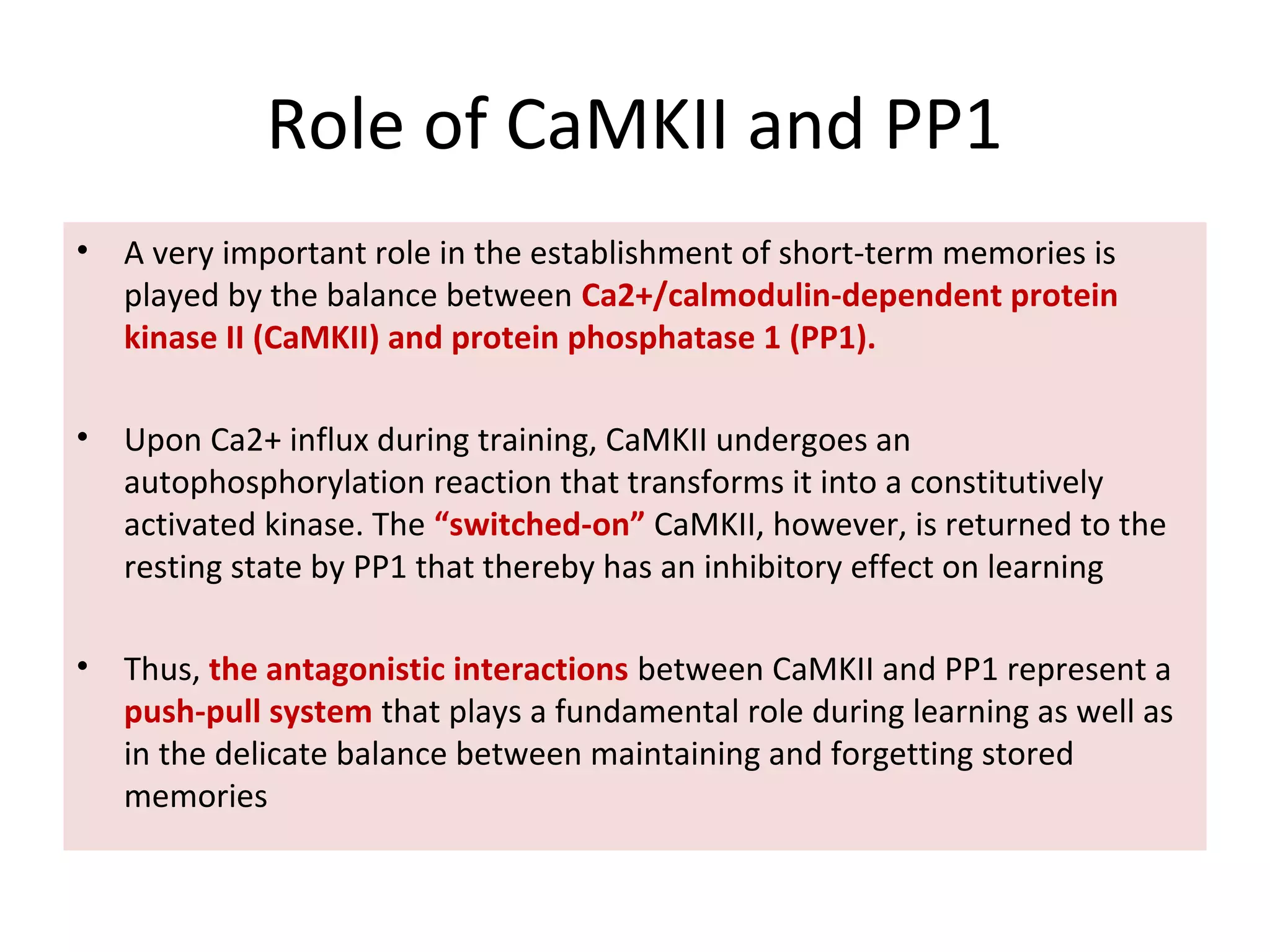 Role of CaMKII and PP1
• A very important role in the establishment of short-term memories is
played by the balance between Ca2+/calmodulin-dependent protein
kinase II (CaMKII) and protein phosphatase 1 (PP1).
• Upon Ca2+ influx during training, CaMKII undergoes an
autophosphorylation reaction that transforms it into a constitutively
activated kinase. The “switched-on” CaMKII, however, is returned to the
resting state by PP1 that thereby has an inhibitory effect on learning
• Thus, the antagonistic interactions between CaMKII and PP1 represent a
push-pull system that plays a fundamental role during learning as well as
in the delicate balance between maintaining and forgetting stored
memories
 