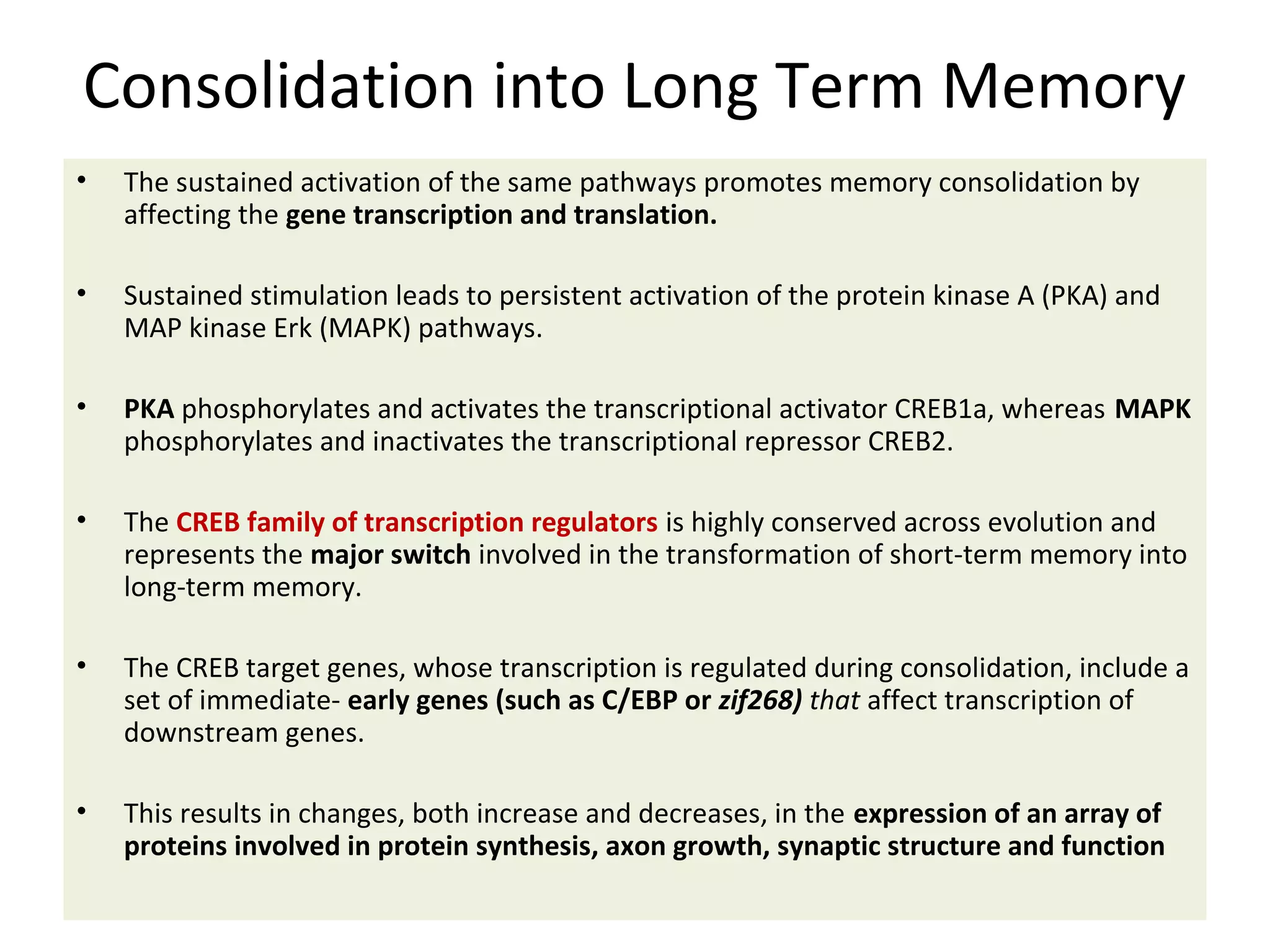 Consolidation into Long Term Memory
• The sustained activation of the same pathways promotes memory consolidation by
affecting the gene transcription and translation.
• Sustained stimulation leads to persistent activation of the protein kinase A (PKA) and
MAP kinase Erk (MAPK) pathways.
• PKA phosphorylates and activates the transcriptional activator CREB1a, whereas MAPK
phosphorylates and inactivates the transcriptional repressor CREB2.
• The CREB family of transcription regulators is highly conserved across evolution and
represents the major switch involved in the transformation of short-term memory into
long-term memory.
• The CREB target genes, whose transcription is regulated during consolidation, include a
set of immediate- early genes (such as C/EBP or zif268) that affect transcription of
downstream genes.
• This results in changes, both increase and decreases, in the expression of an array of
proteins involved in protein synthesis, axon growth, synaptic structure and function
 