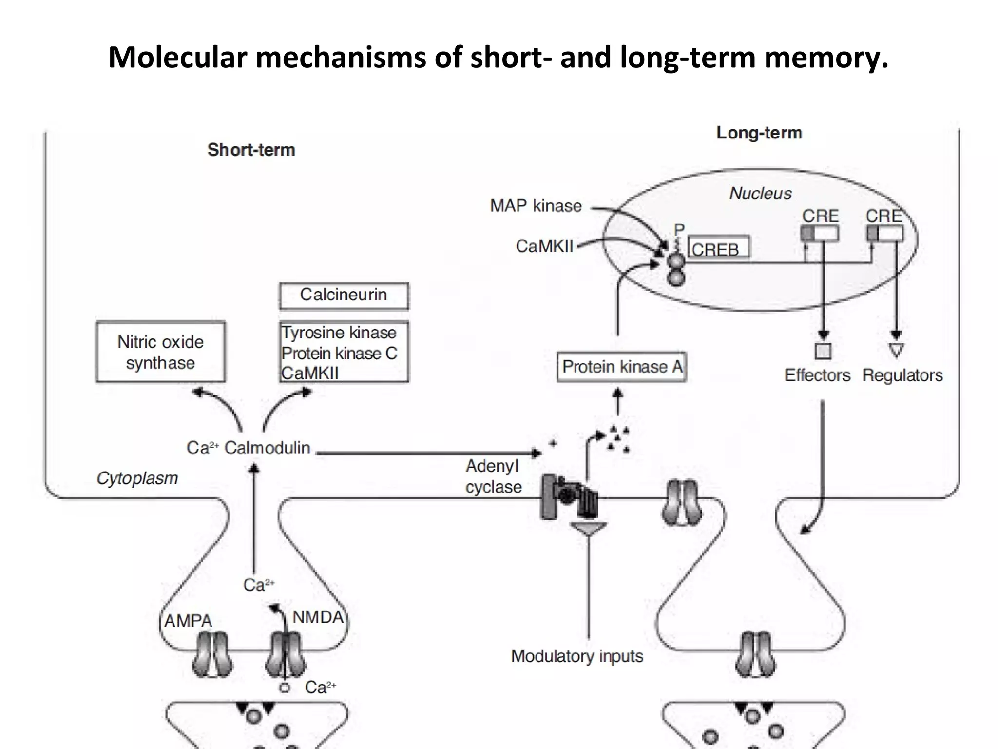 Molecular mechanisms of short- and long-term memory.
 