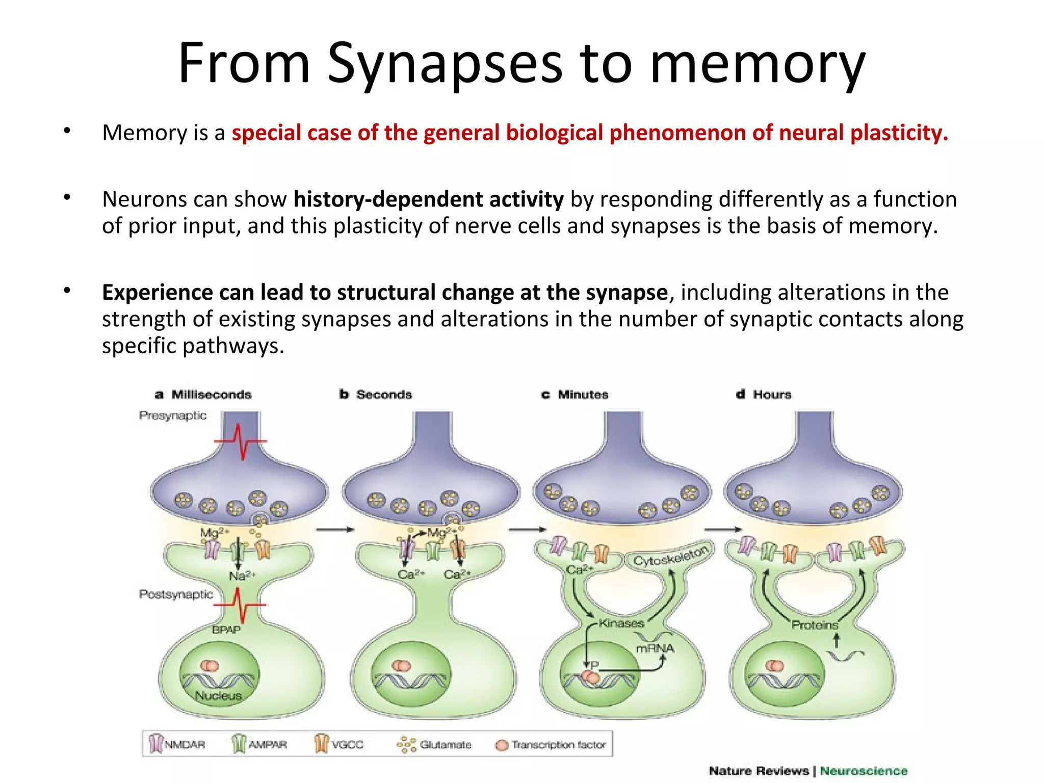 From Synapses to memory
• Memory is a special case of the general biological phenomenon of neural plasticity.
• Neurons can show history-dependent activity by responding differently as a function
of prior input, and this plasticity of nerve cells and synapses is the basis of memory.
• Experience can lead to structural change at the synapse, including alterations in the
strength of existing synapses and alterations in the number of synaptic contacts along
specific pathways.
 