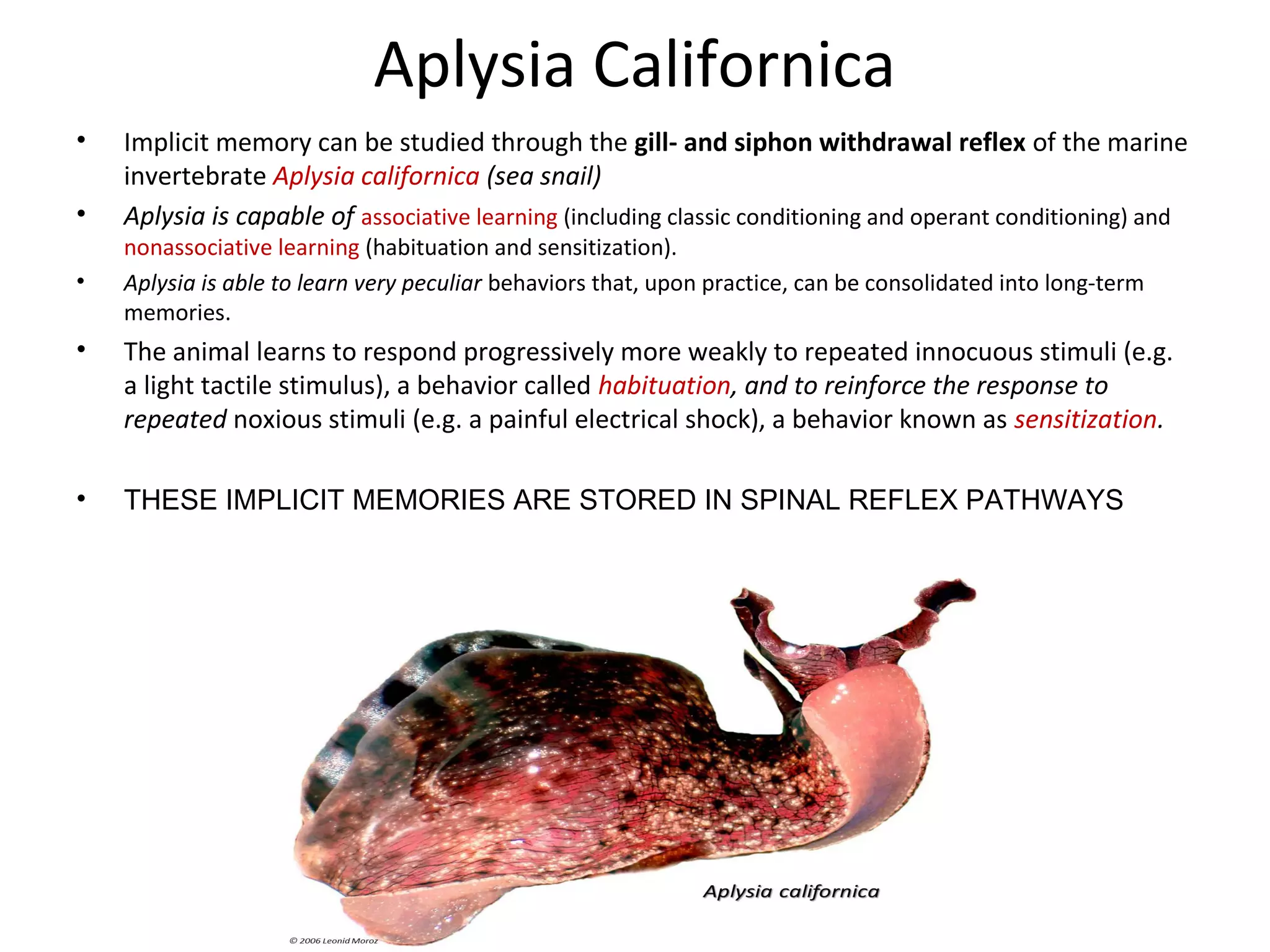 Aplysia Californica
• Implicit memory can be studied through the gill- and siphon withdrawal reflex of the marine
invertebrate Aplysia californica (sea snail)
• Aplysia is capable of associative learning (including classic conditioning and operant conditioning) and
nonassociative learning (habituation and sensitization).
• Aplysia is able to learn very peculiar behaviors that, upon practice, can be consolidated into long-term
memories.
• The animal learns to respond progressively more weakly to repeated innocuous stimuli (e.g.
a light tactile stimulus), a behavior called habituation, and to reinforce the response to
repeated noxious stimuli (e.g. a painful electrical shock), a behavior known as sensitization.
• THESE IMPLICIT MEMORIES ARE STORED IN SPINAL REFLEX PATHWAYS
 