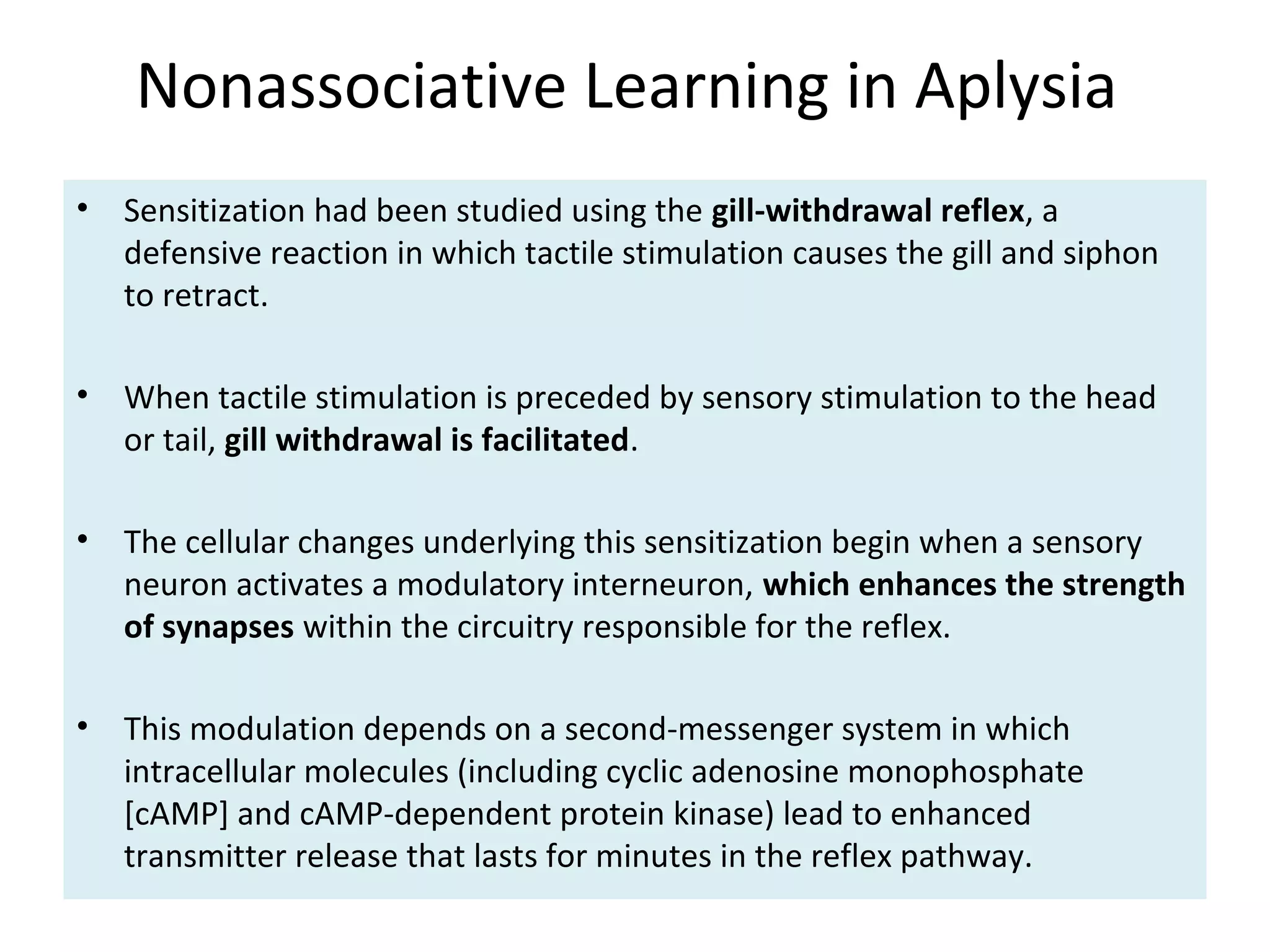 Nonassociative Learning in Aplysia
• Sensitization had been studied using the gill-withdrawal reflex, a
defensive reaction in which tactile stimulation causes the gill and siphon
to retract.
• When tactile stimulation is preceded by sensory stimulation to the head
or tail, gill withdrawal is facilitated.
• The cellular changes underlying this sensitization begin when a sensory
neuron activates a modulatory interneuron, which enhances the strength
of synapses within the circuitry responsible for the reflex.
• This modulation depends on a second-messenger system in which
intracellular molecules (including cyclic adenosine monophosphate
[cAMP] and cAMP-dependent protein kinase) lead to enhanced
transmitter release that lasts for minutes in the reflex pathway.
 