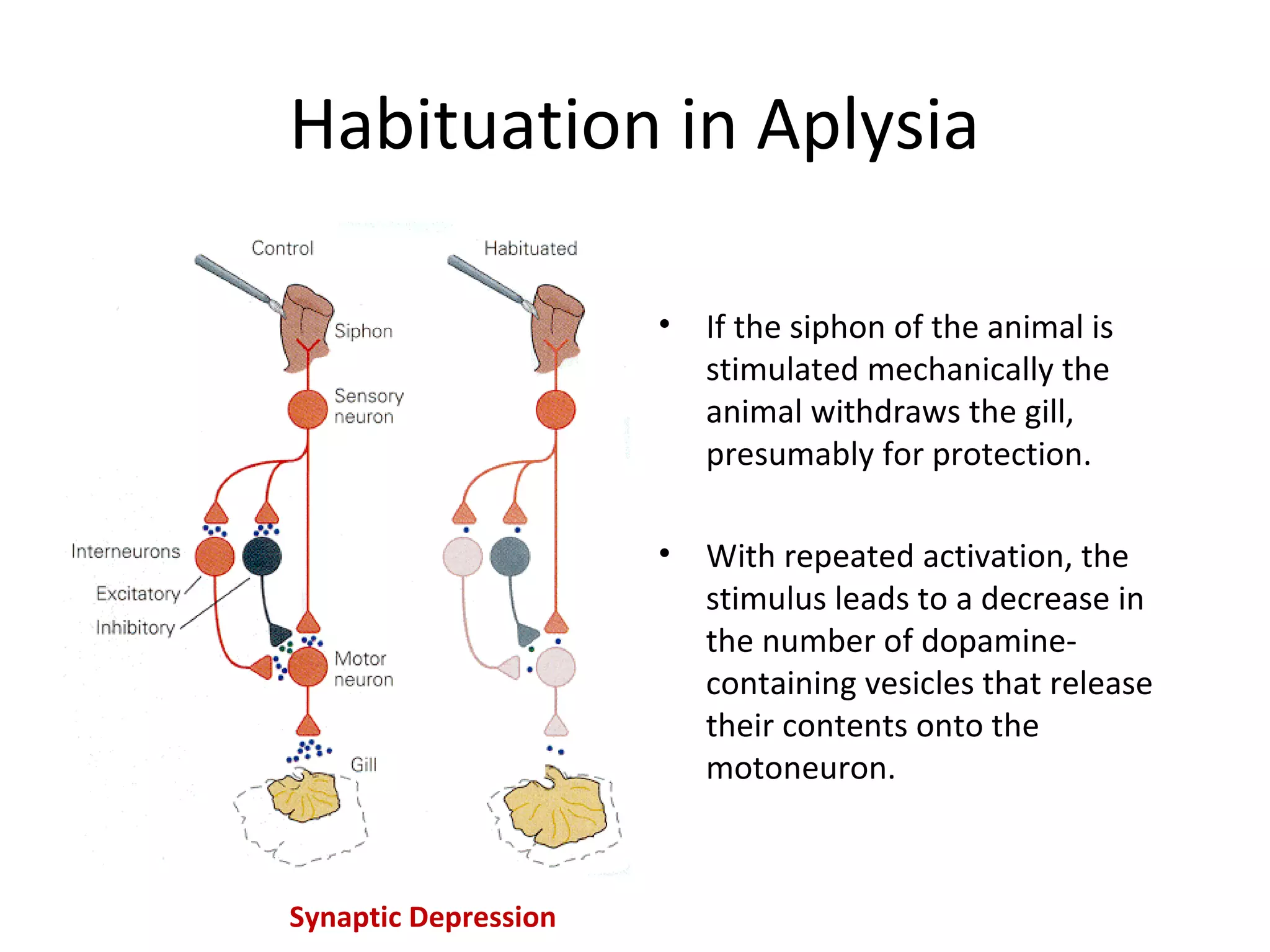 Habituation in Aplysia
• If the siphon of the animal is
stimulated mechanically the
animal withdraws the gill,
presumably for protection.
• With repeated activation, the
stimulus leads to a decrease in
the number of dopamine-
containing vesicles that release
their contents onto the
motoneuron.
Synaptic Depression
 