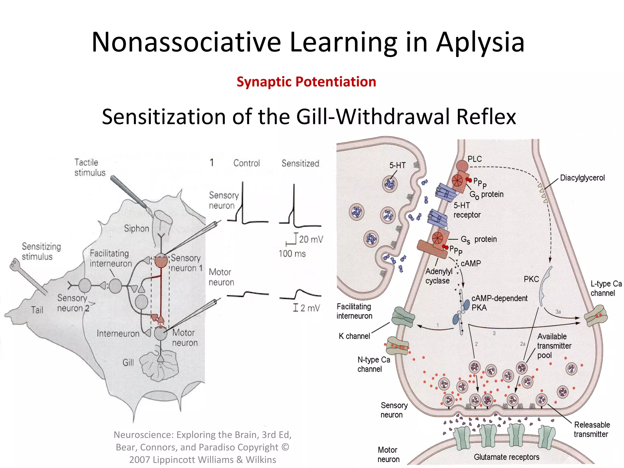 Neuroscience: Exploring the Brain, 3rd Ed,
Bear, Connors, and Paradiso Copyright ©
2007 Lippincott Williams & Wilkins
Nonassociative Learning in Aplysia
Sensitization of the Gill-Withdrawal Reflex
Synaptic Potentiation
 
