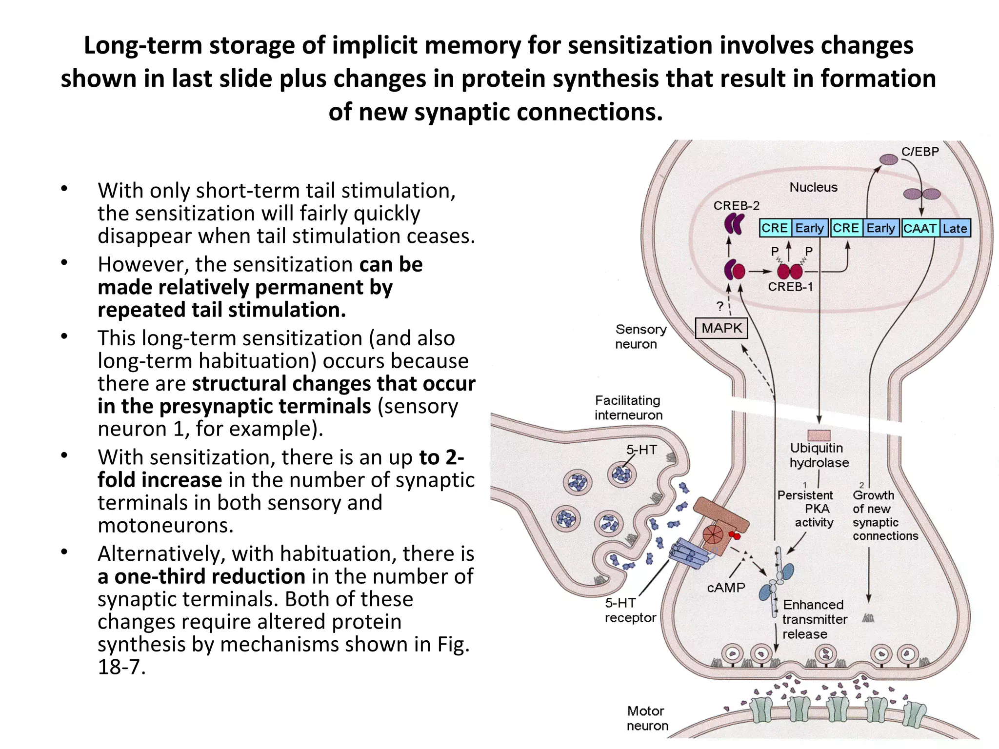 Long-term storage of implicit memory for sensitization involves changes
shown in last slide plus changes in protein synthesis that result in formation
of new synaptic connections.
• With only short-term tail stimulation,
the sensitization will fairly quickly
disappear when tail stimulation ceases.
• However, the sensitization can be
made relatively permanent by
repeated tail stimulation.
• This long-term sensitization (and also
long-term habituation) occurs because
there are structural changes that occur
in the presynaptic terminals (sensory
neuron 1, for example).
• With sensitization, there is an up to 2-
fold increase in the number of synaptic
terminals in both sensory and
motoneurons.
• Alternatively, with habituation, there is
a one-third reduction in the number of
synaptic terminals. Both of these
changes require altered protein
synthesis by mechanisms shown in Fig.
18-7.
 
