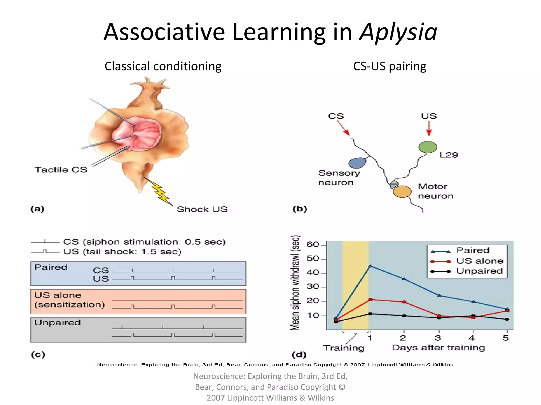 Neuroscience: Exploring the Brain, 3rd Ed,
Bear, Connors, and Paradiso Copyright ©
2007 Lippincott Williams & Wilkins
Associative Learning in Aplysia
Classical conditioning CS-US pairing
 