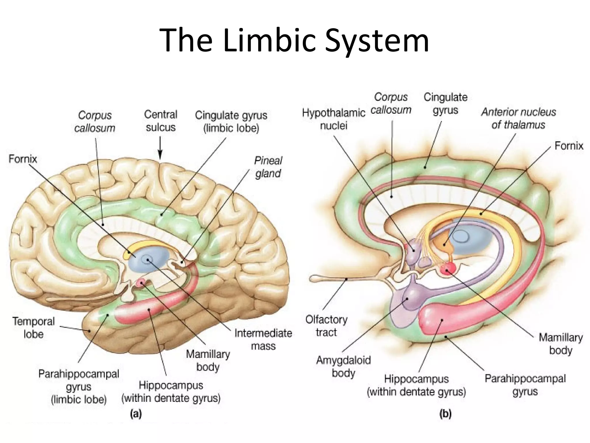 The Limbic System
 