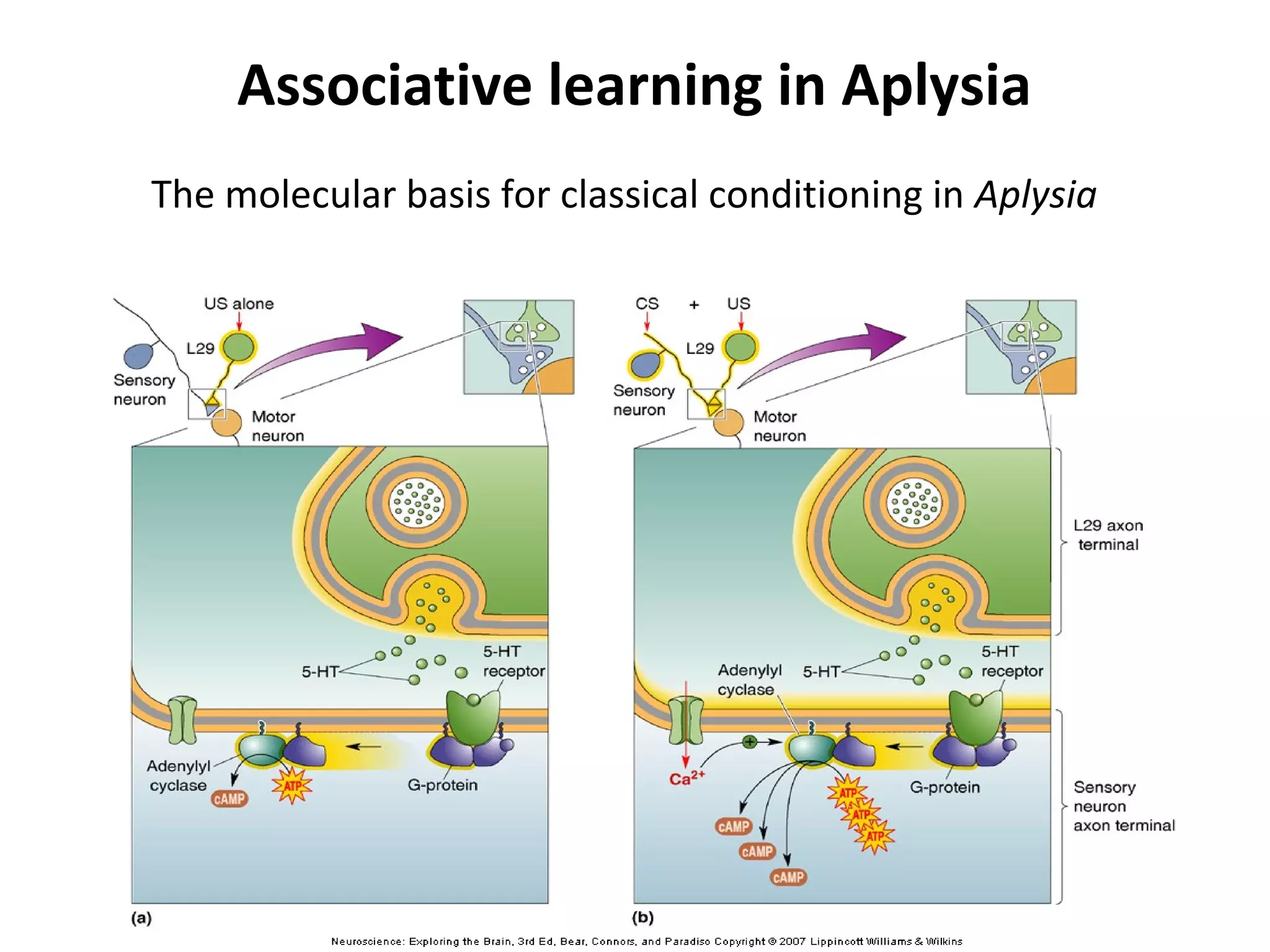 Associative learning in Aplysia
The molecular basis for classical conditioning in Aplysia
 