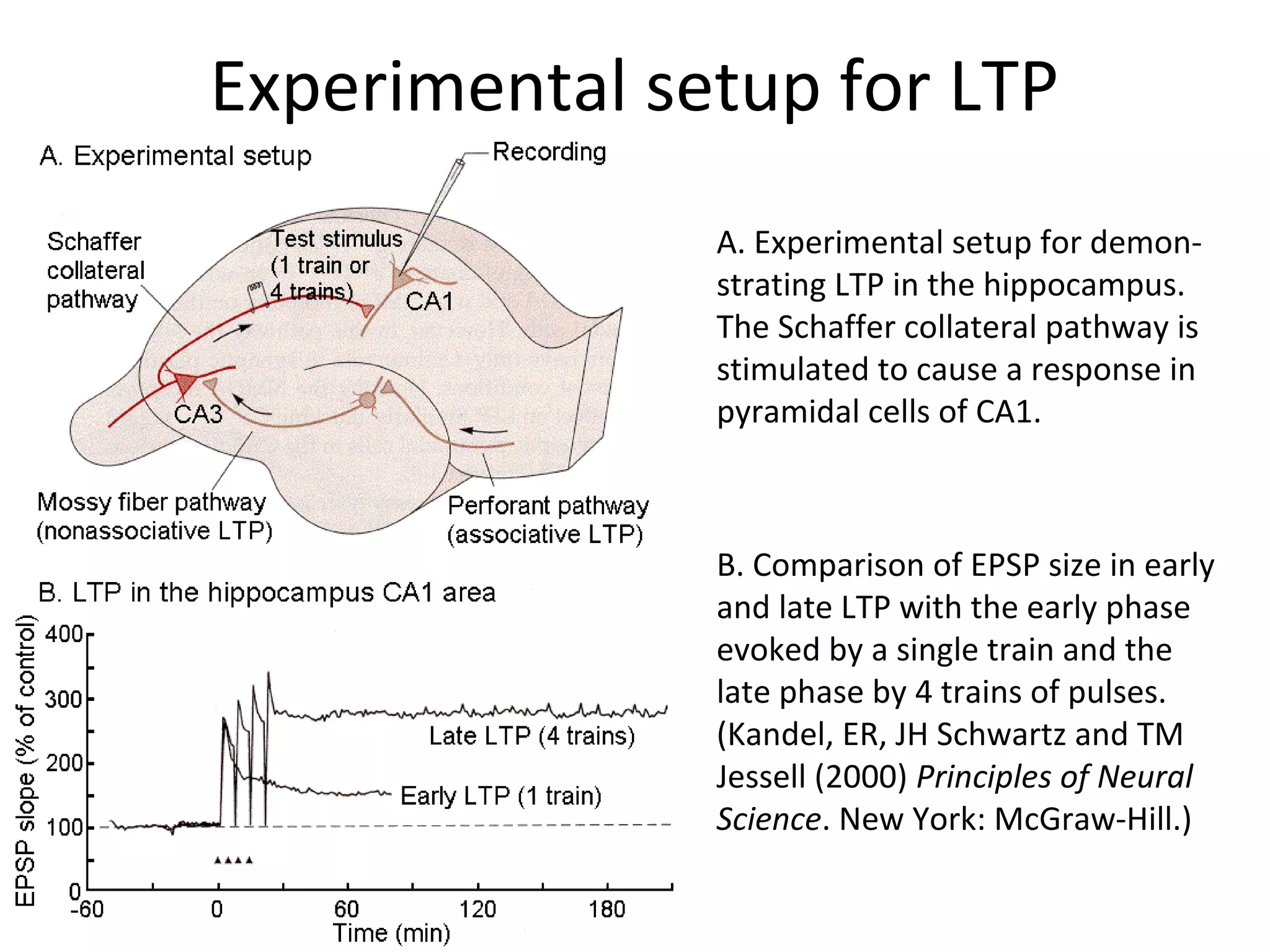 Experimental setup for LTP
• A. Experimental setup for demon-
strating LTP in the hippocampus.
The Schaffer collateral pathway is
stimulated to cause a response in
pyramidal cells of CA1.
• B. Comparison of EPSP size in early
and late LTP with the early phase
evoked by a single train and the
late phase by 4 trains of pulses.
(Kandel, ER, JH Schwartz and TM
Jessell (2000) Principles of Neural
Science. New York: McGraw-Hill.)
 