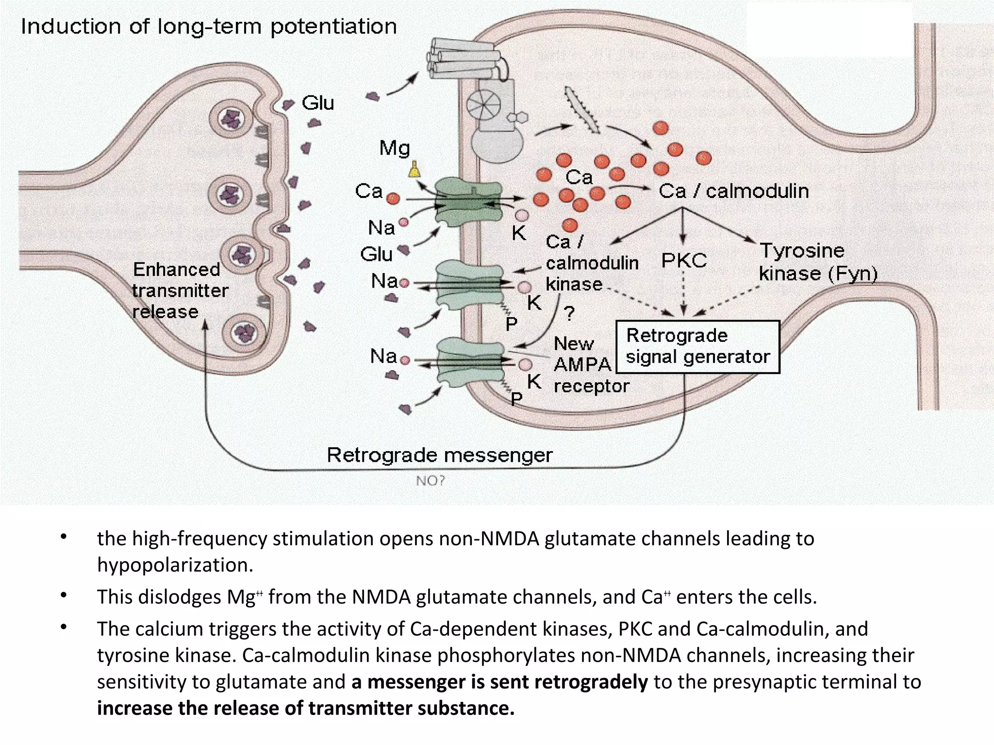 • the high-frequency stimulation opens non-NMDA glutamate channels leading to
hypopolarization.
• This dislodges Mg++
from the NMDA glutamate channels, and Ca++
enters the cells.
• The calcium triggers the activity of Ca-dependent kinases, PKC and Ca-calmodulin, and
tyrosine kinase. Ca-calmodulin kinase phosphorylates non-NMDA channels, increasing their
sensitivity to glutamate and a messenger is sent retrogradely to the presynaptic terminal to
increase the release of transmitter substance.
 