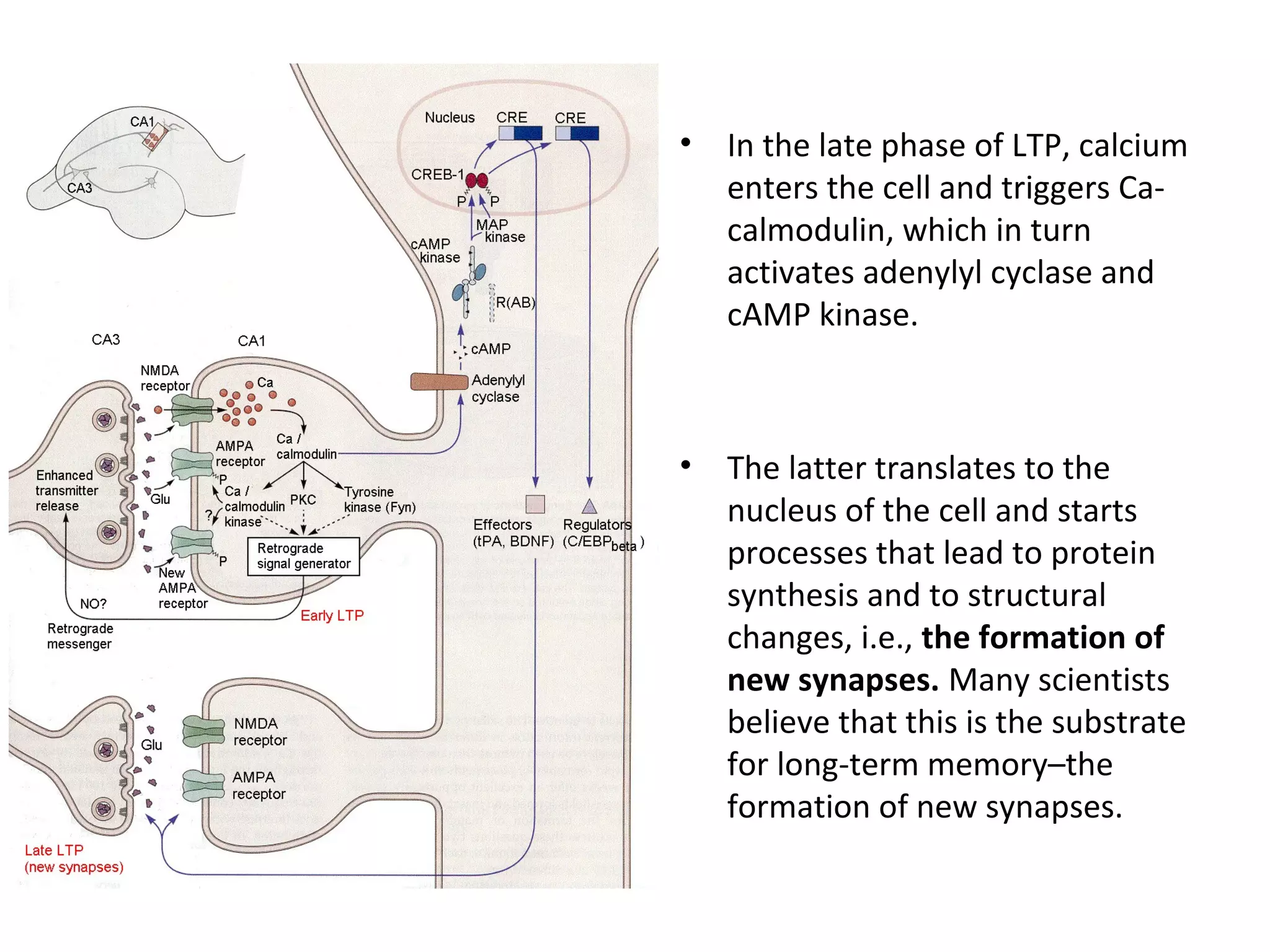 • In the late phase of LTP, calcium
enters the cell and triggers Ca-
calmodulin, which in turn
activates adenylyl cyclase and
cAMP kinase.
• The latter translates to the
nucleus of the cell and starts
processes that lead to protein
synthesis and to structural
changes, i.e., the formation of
new synapses. Many scientists
believe that this is the substrate
for long-term memory–the
formation of new synapses.
 