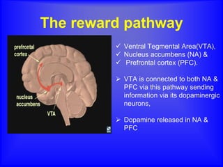 The reward pathway
 Ventral Tegmental Area(VTA),
 Nucleus accumbens (NA) &
 Prefrontal cortex (PFC).
 VTA is connected to both NA &
PFC via this pathway sending
information via its dopaminergic
neurons,
 Dopamine released in NA &
PFC
 