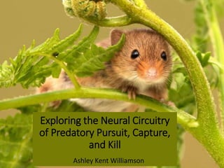 Exploring the Neural Circuitry
of Predatory Pursuit, Capture,
and Kill
Ashley Kent Williamson
 