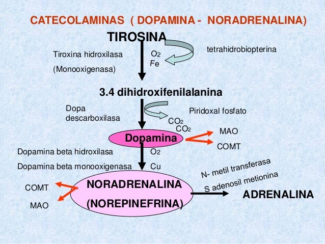 Neurobioquimica