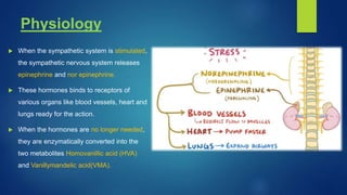 Physiology
 When the sympathetic system is stimulated,
the sympathetic nervous system releases
epinephrine and nor epinephrine.
 These hormones binds to receptors of
various organs like blood vessels, heart and
lungs ready for the action.
 When the hormones are no longer needed,
they are enzymatically converted into the
two metabolites Homovanillic acid (HVA)
and Vanillymandelic acid(VMA).
 