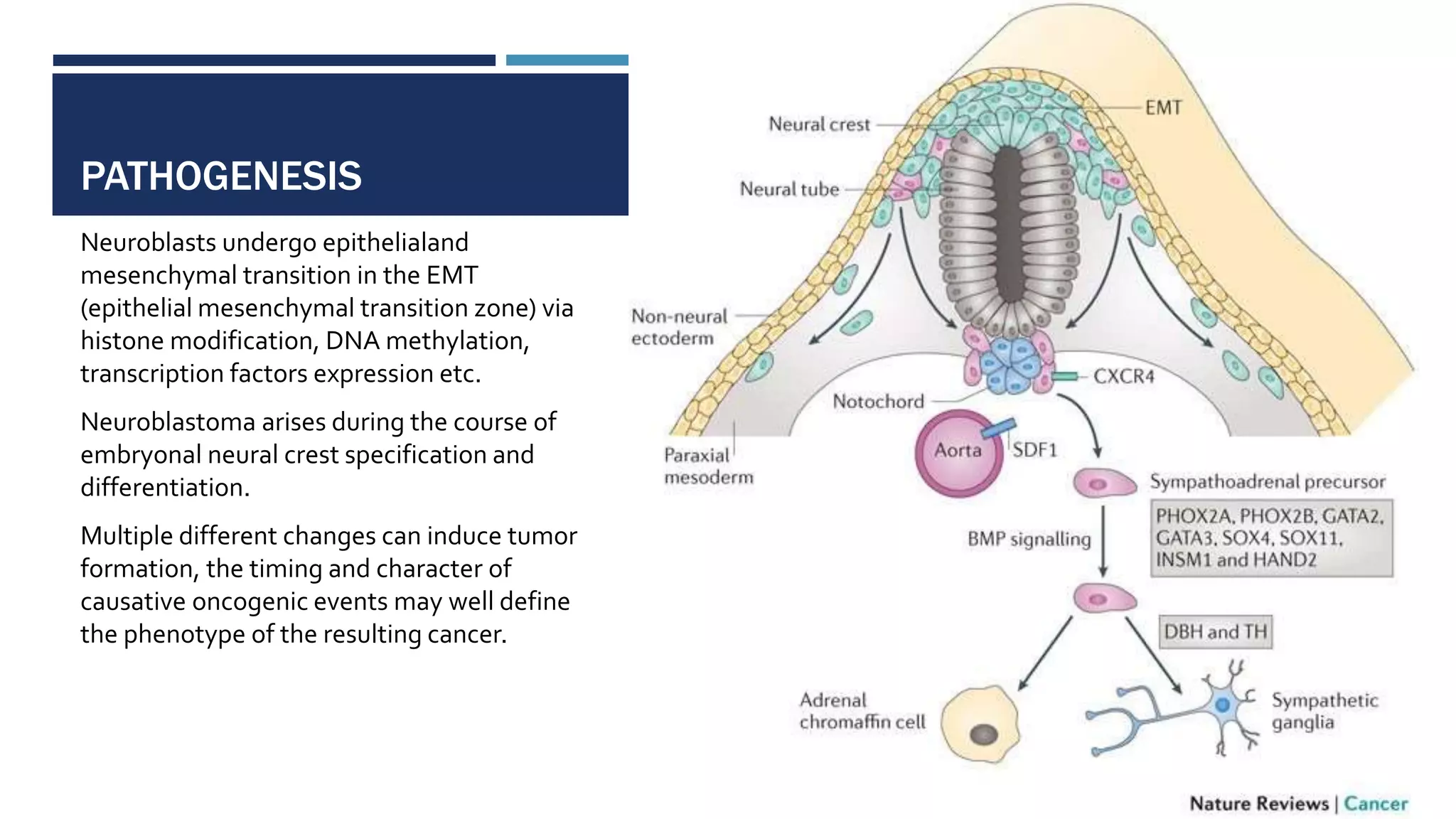 PATHOGENESIS
Neuroblasts undergo epithelialand
mesenchymal transition in the EMT
(epithelial mesenchymal transition zone) via
histone modification, DNA methylation,
transcription factors expression etc.
Neuroblastoma arises during the course of
embryonal neural crest specification and
differentiation.
Multiple different changes can induce tumor
formation, the timing and character of
causative oncogenic events may well define
the phenotype of the resulting cancer.
 