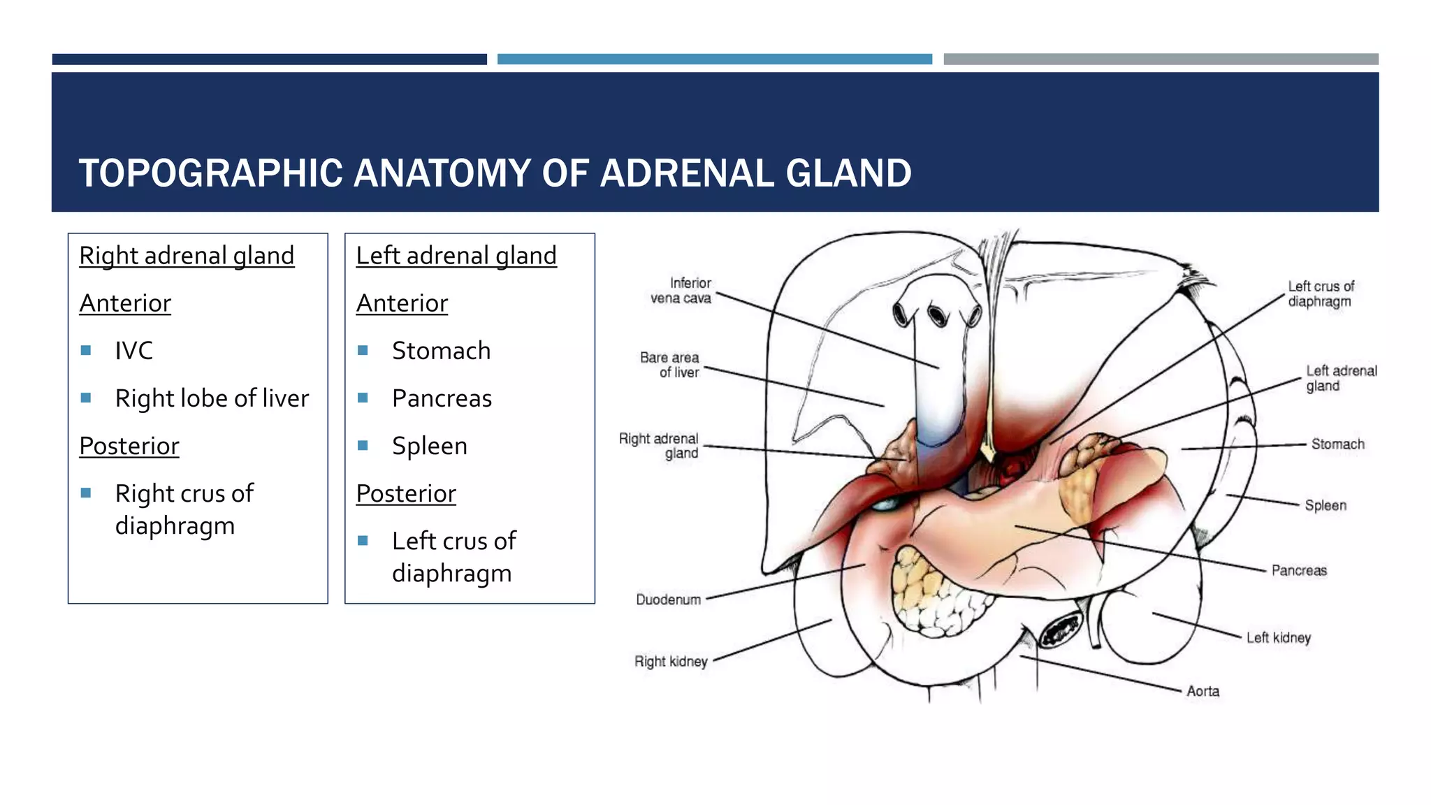 TOPOGRAPHIC ANATOMY OF ADRENAL GLAND
Right adrenal gland
Anterior
 IVC
 Right lobe of liver
Posterior
 Right crus of
diaphragm
Left adrenal gland
Anterior
 Stomach
 Pancreas
 Spleen
Posterior
 Left crus of
diaphragm
 