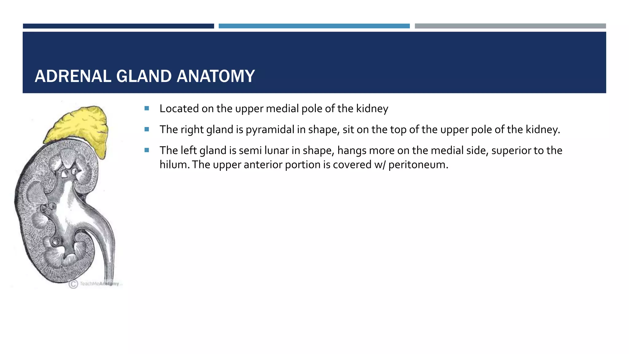 ADRENAL GLAND ANATOMY
 Located on the upper medial pole of the kidney
 The right gland is pyramidal in shape, sit on the top of the upper pole of the kidney.
 The left gland is semi lunar in shape, hangs more on the medial side, superior to the
hilum.The upper anterior portion is covered w/ peritoneum.
 