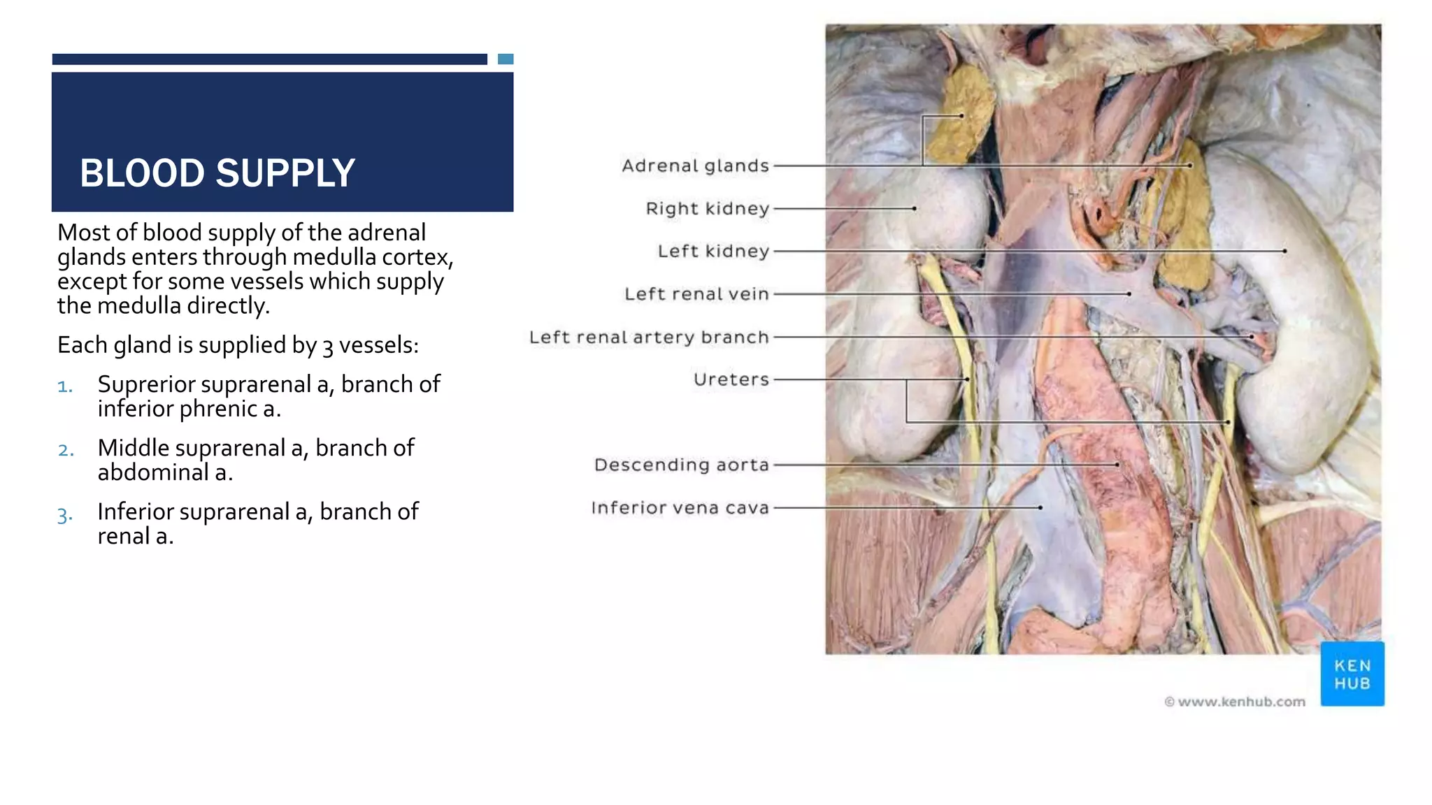BLOOD SUPPLY
Most of blood supply of the adrenal
glands enters through medulla cortex,
except for some vessels which supply
the medulla directly.
Each gland is supplied by 3 vessels:
1. Suprerior suprarenal a, branch of
inferior phrenic a.
2. Middle suprarenal a, branch of
abdominal a.
3. Inferior suprarenal a, branch of
renal a.
 