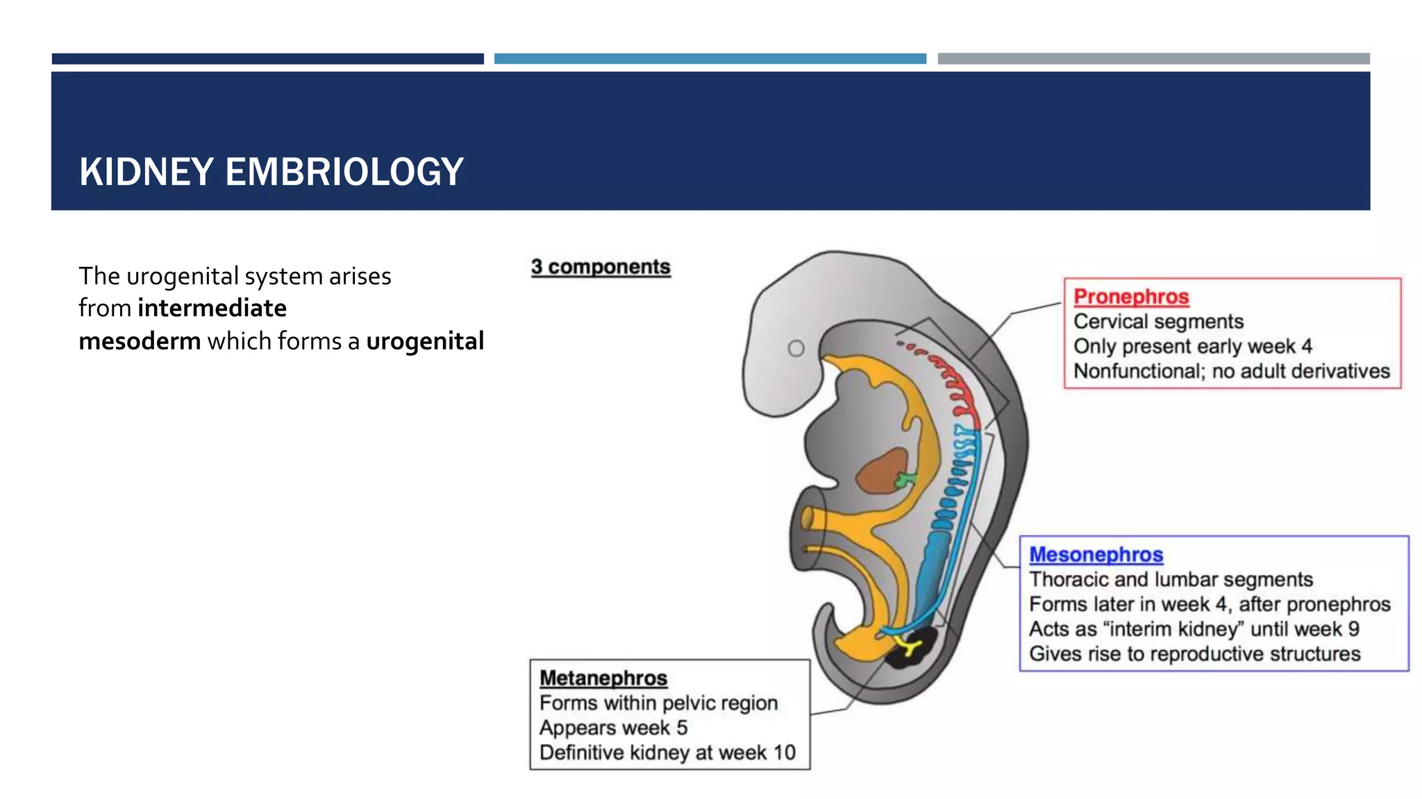 KIDNEY EMBRIOLOGY
The urogenital system arises
from intermediate
mesoderm which forms a urogenital
 
