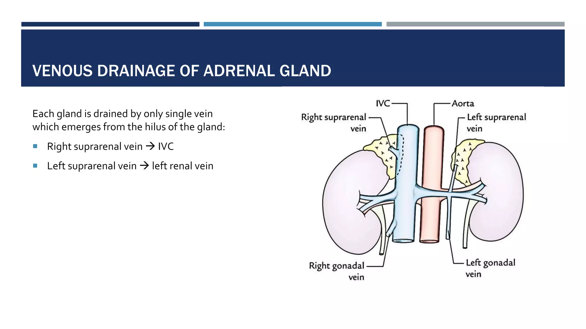 VENOUS DRAINAGE OF ADRENAL GLAND
Each gland is drained by only single vein
which emerges from the hilus of the gland:
 Right suprarenal vein  IVC
 Left suprarenal vein  left renal vein
 