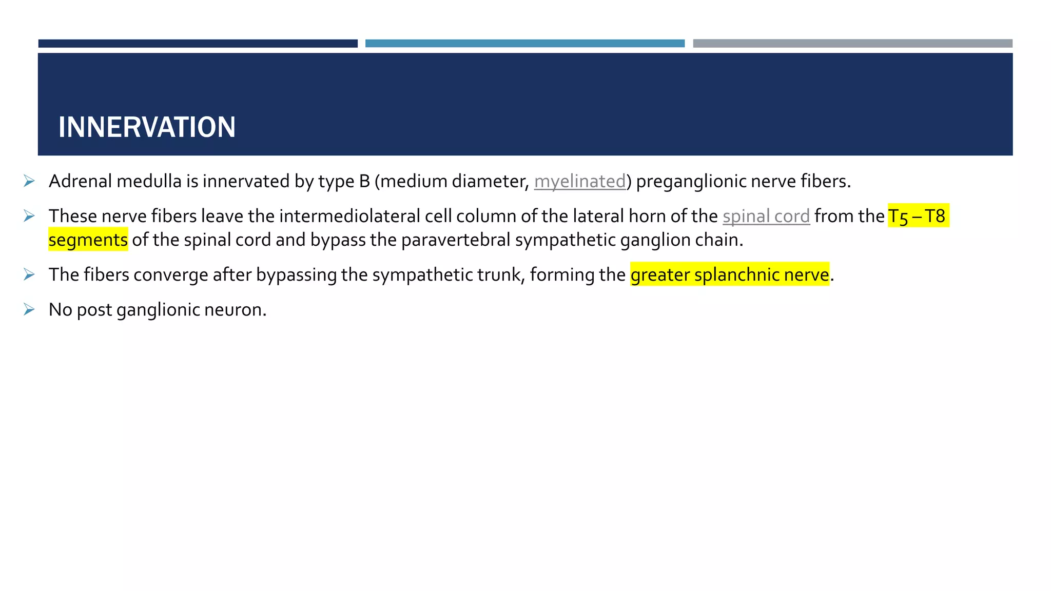 INNERVATION
 Adrenal medulla is innervated by type B (medium diameter, myelinated) preganglionic nerve fibers.
 These nerve fibers leave the intermediolateral cell column of the lateral horn of the spinal cord from theT5 –T8
segments of the spinal cord and bypass the paravertebral sympathetic ganglion chain.
 The fibers converge after bypassing the sympathetic trunk, forming the greater splanchnic nerve.
 No post ganglionic neuron.
 