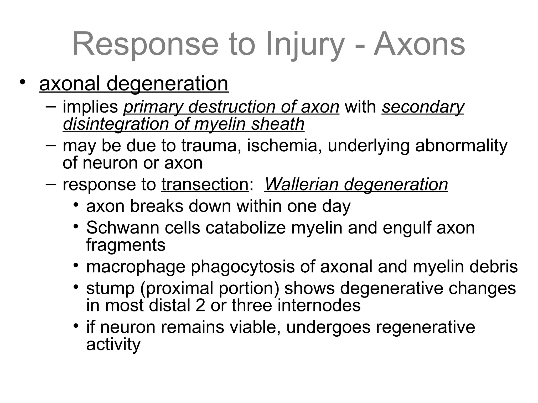 Response to Injury - Axons
• axonal degeneration
– implies primary destruction of axon with secondary
disintegration of myelin sheath
– may be due to trauma, ischemia, underlying abnormality
of neuron or axon
– response to transection: Wallerian degeneration
• axon breaks down within one day
• Schwann cells catabolize myelin and engulf axon
fragments
• macrophage phagocytosis of axonal and myelin debris
• stump (proximal portion) shows degenerative changes
in most distal 2 or three internodes
• if neuron remains viable, undergoes regenerative
activity
 