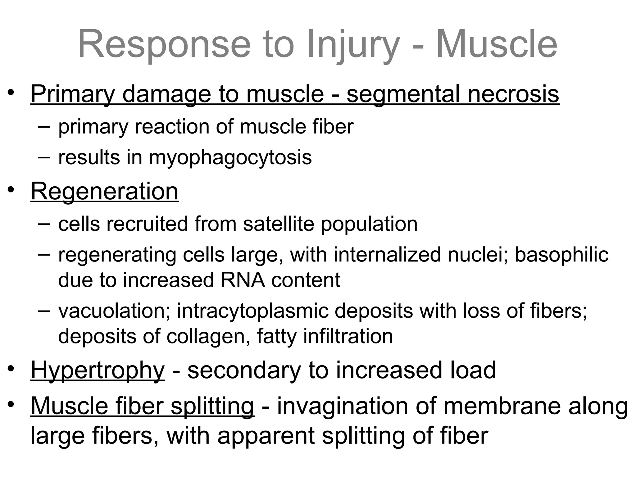 Response to Injury - Muscle
• Primary damage to muscle - segmental necrosis
– primary reaction of muscle fiber
– results in myophagocytosis
• Regeneration
– cells recruited from satellite population
– regenerating cells large, with internalized nuclei; basophilic
due to increased RNA content
– vacuolation; intracytoplasmic deposits with loss of fibers;
deposits of collagen, fatty infiltration
• Hypertrophy - secondary to increased load
• Muscle fiber splitting - invagination of membrane along
large fibers, with apparent splitting of fiber
 