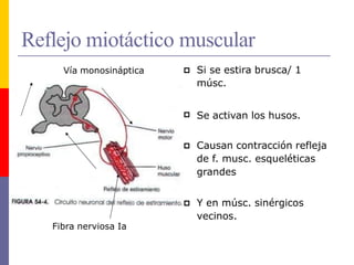 Reflejo miotáctico muscular
 Si se estira brusca/ 1
músc.
 Se activan los husos.
 Causan contracción refleja
de f. musc. esqueléticas
grandes
 Y en músc. sinérgicos
vecinos.
Vía monosináptica
Fibra nerviosa Ia
 