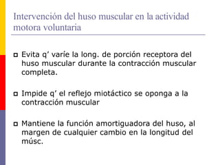 Intervención del huso muscular en la actividad
motora voluntaria
 Evita q’ varíe la long. de porción receptora del
huso muscular durante la contracción muscular
completa.
 Impide q’ el reflejo miotáctico se oponga a la
contracción muscular
 Mantiene la función amortiguadora del huso, al
margen de cualquier cambio en la longitud del
músc.
 